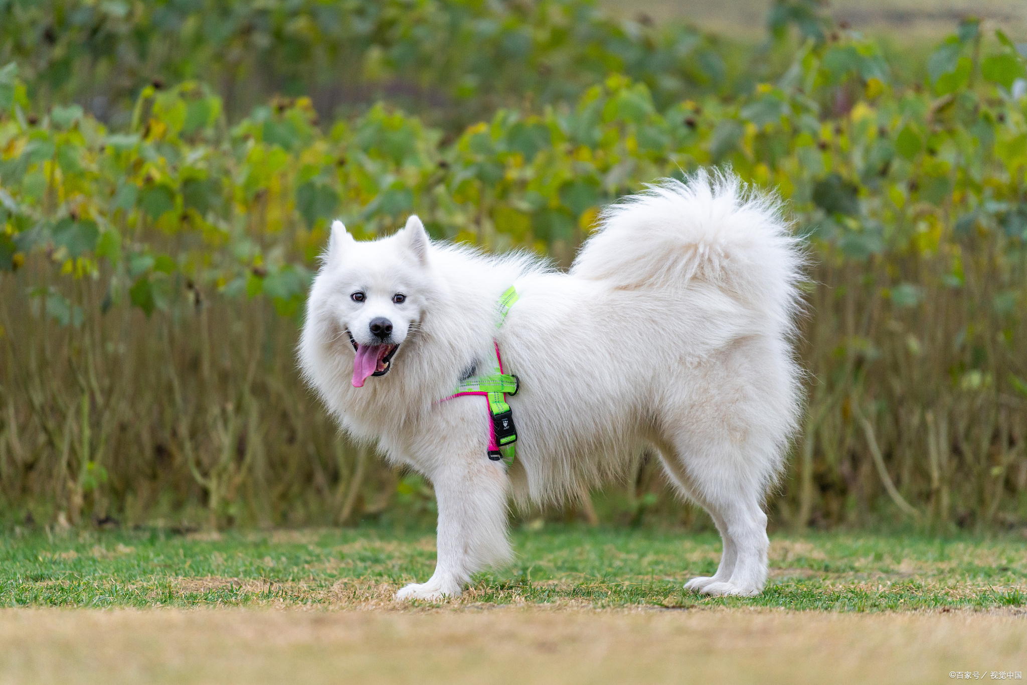 女生为什么不能养萨摩耶?揭秘背后的温柔陷阱与甜蜜挑战!