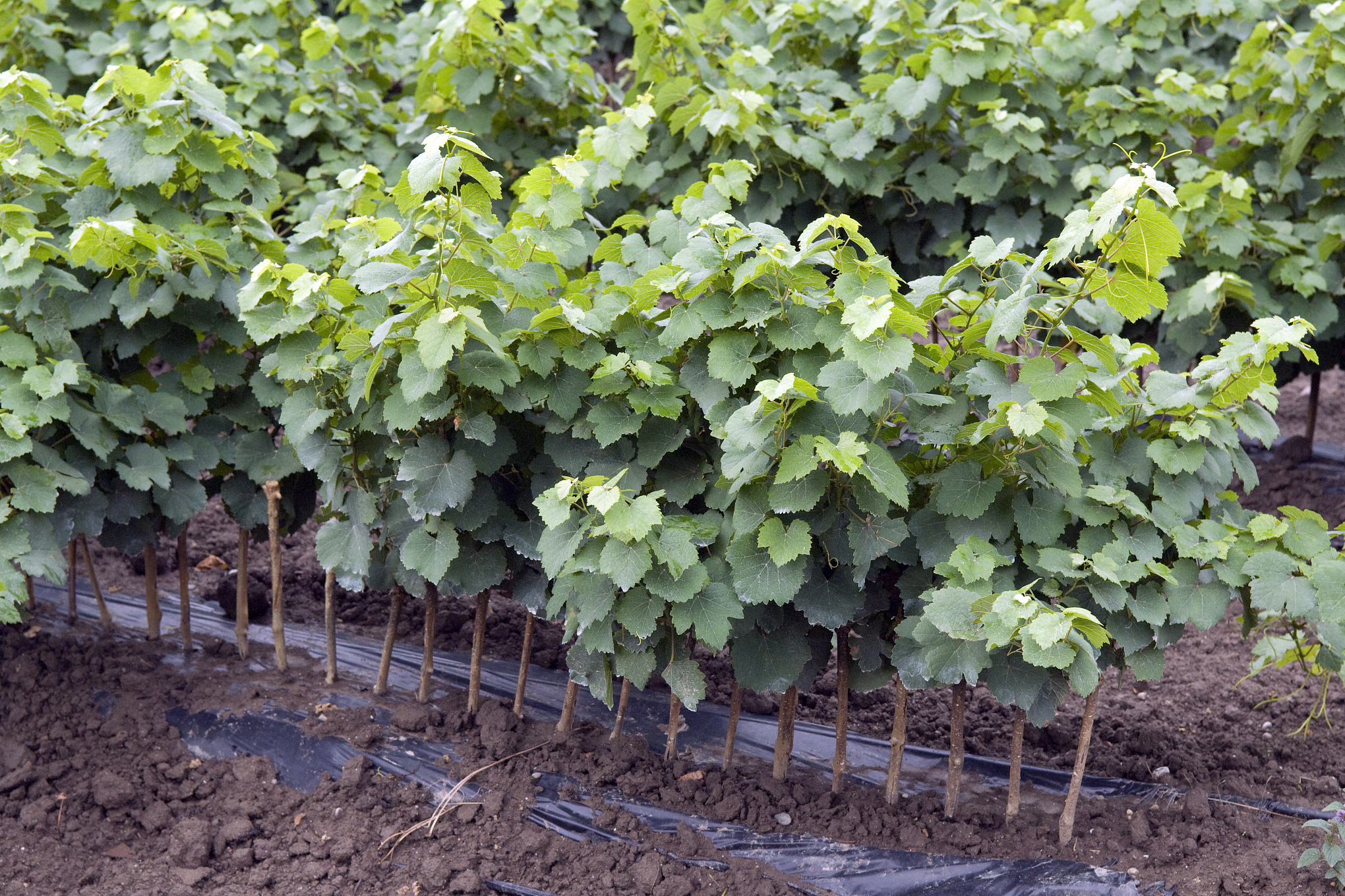 葡萄苗移栽最佳时间为春季3-4月,需选择合适地点,准