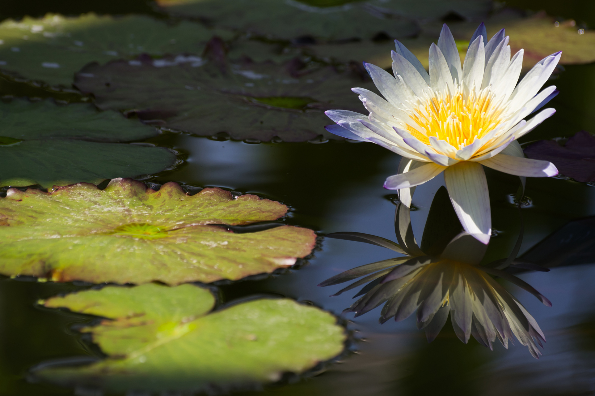 睡莲科植物中,子午莲,粉色睡莲,野生睡莲,矮睡莲,侏儒睡莲等品种的