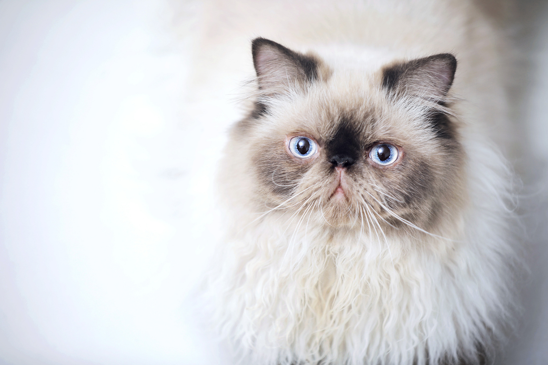 喜马拉雅猫,以它的优雅,高贵和独特的蓝色大眼睛而备受人们喜爱.