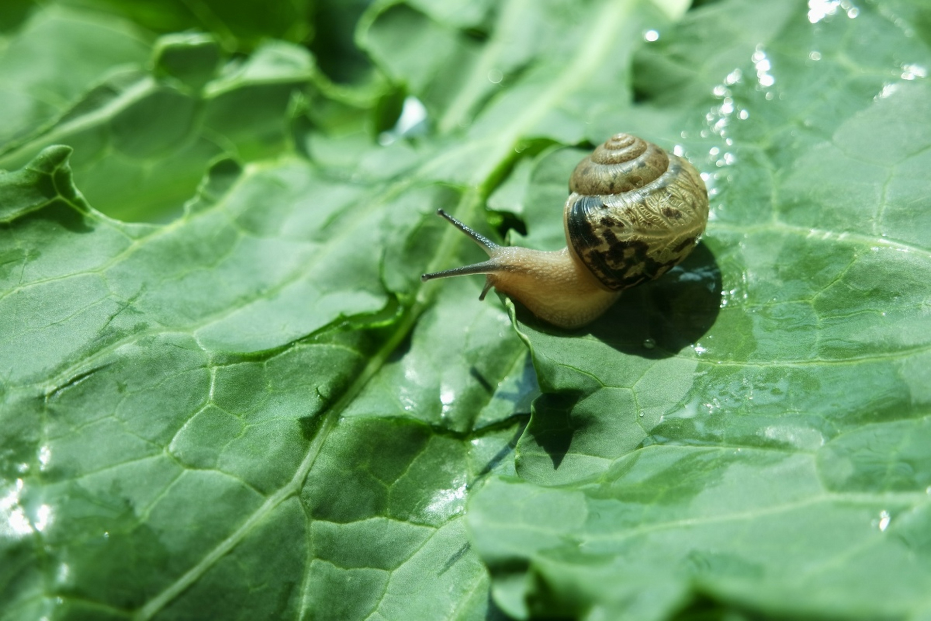 你是否曾经为菜地里的蜗牛而烦恼?