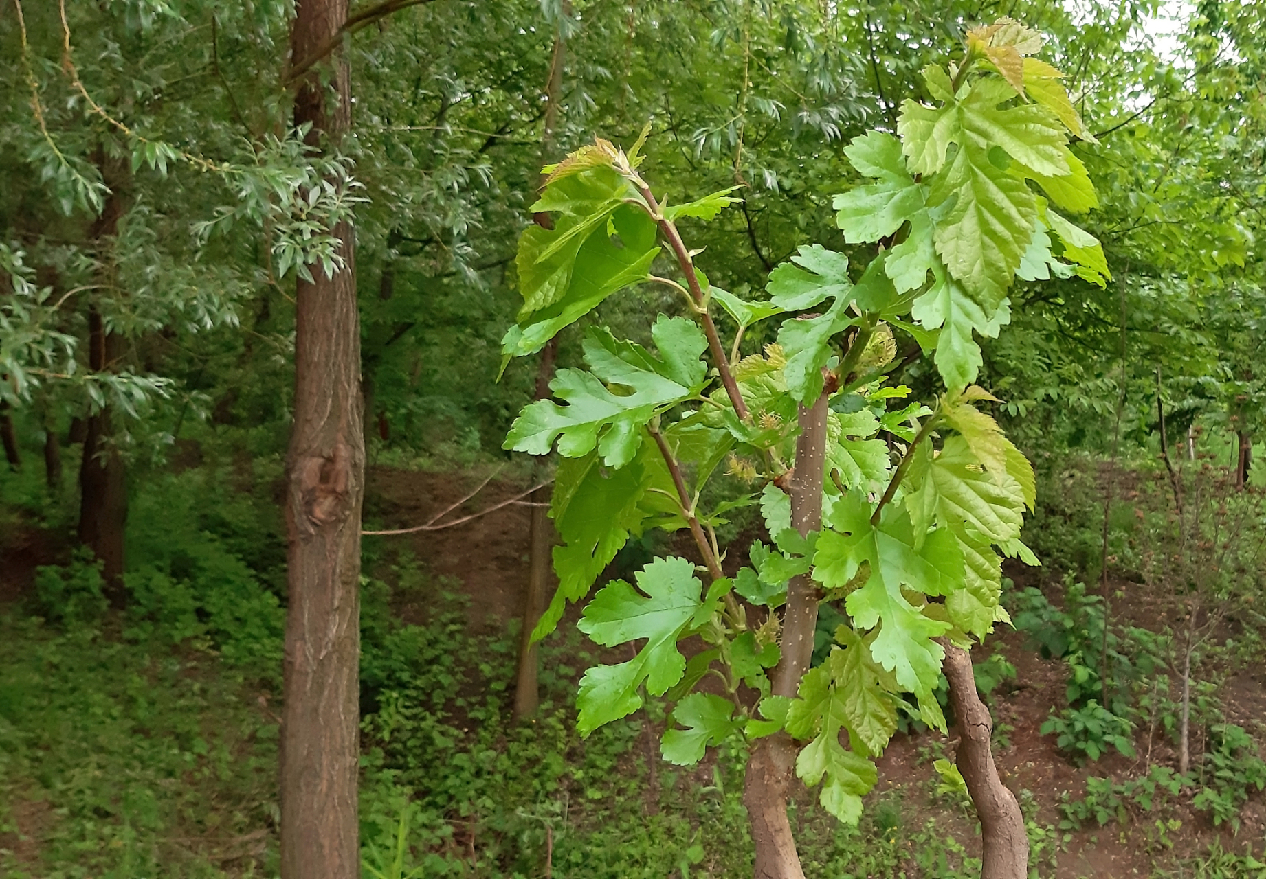 药用:桑叶,桑枝,桑白皮,桑葚等均可入药.