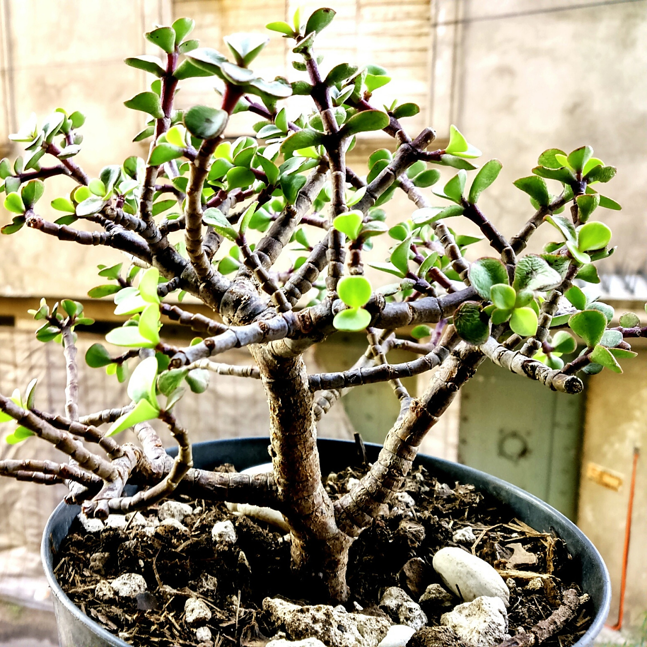 跨年创作挑战赛# 修剪九里香以促进更多开花的关键在于了解其生长