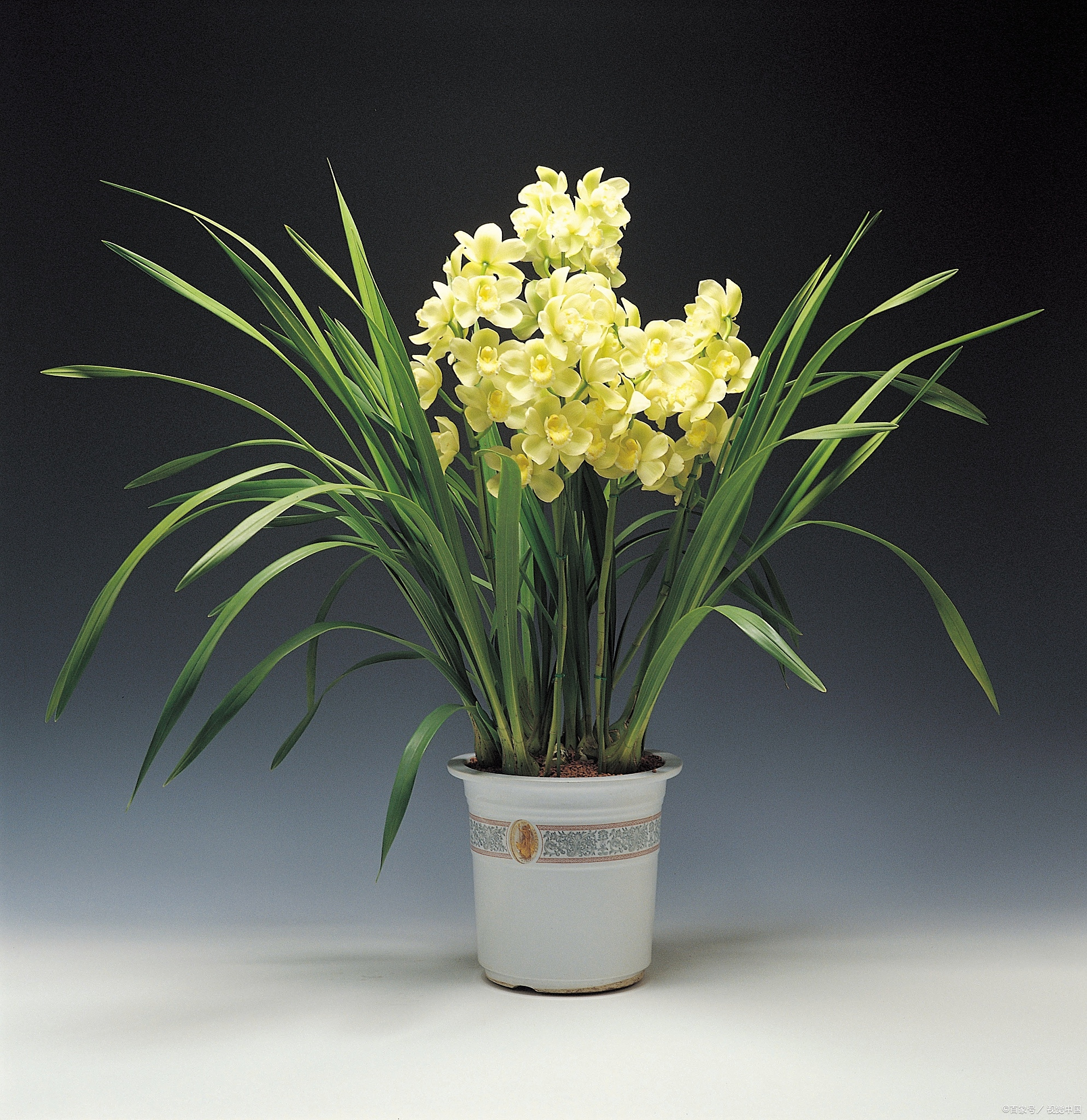 兰草花盆栽的养殖方法和注意事项