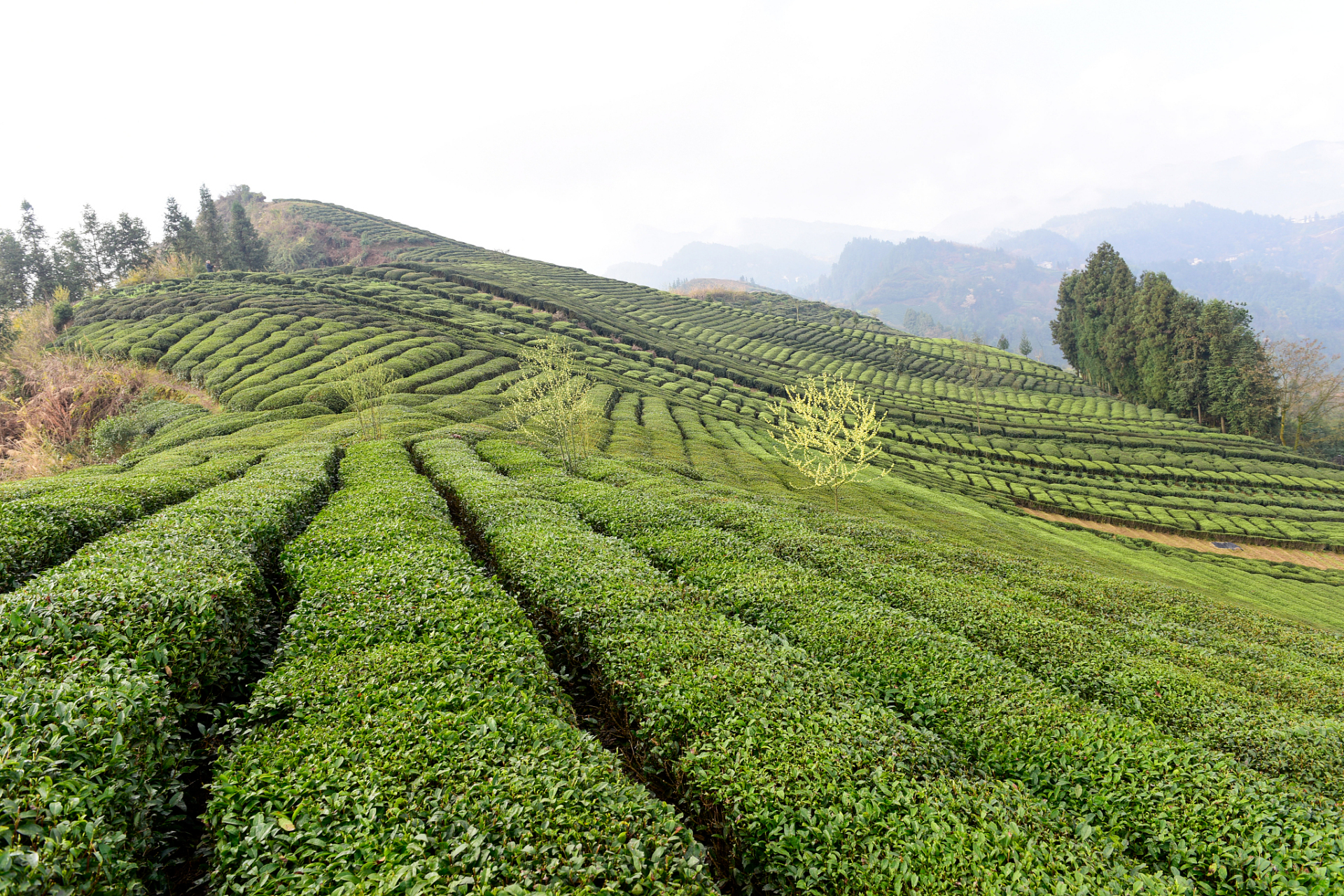 紫阳瓦房店茶山风景区图片