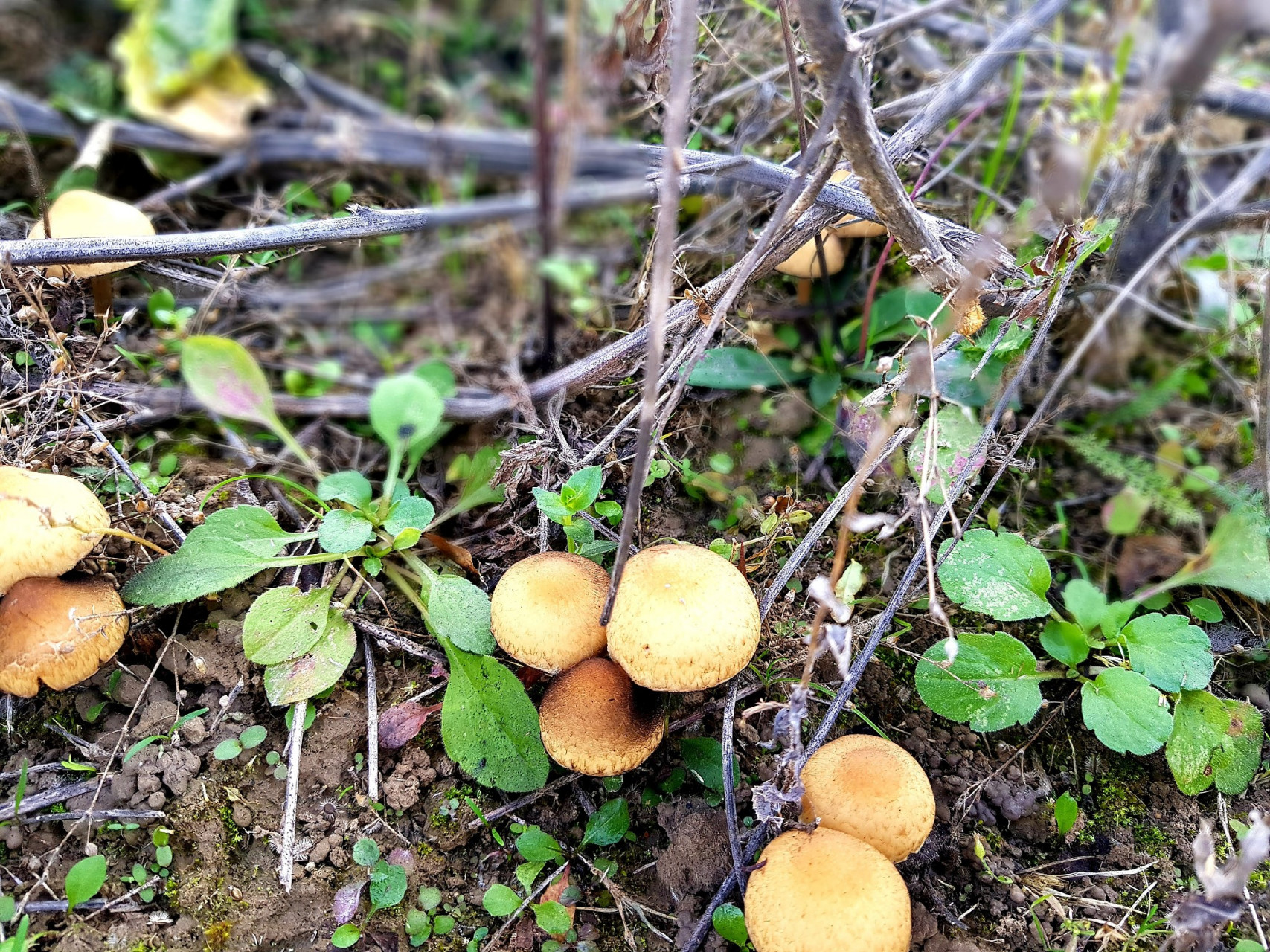蓟县野山珍,自然的馈赠 蓟县野山珍,这个名字听起来就让人心生好奇.