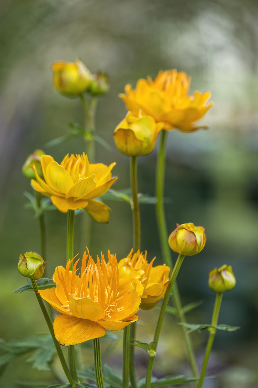 95 听说它有着"塞上明珠"的美誉,金莲花因为它的娇艳和药用价值而备