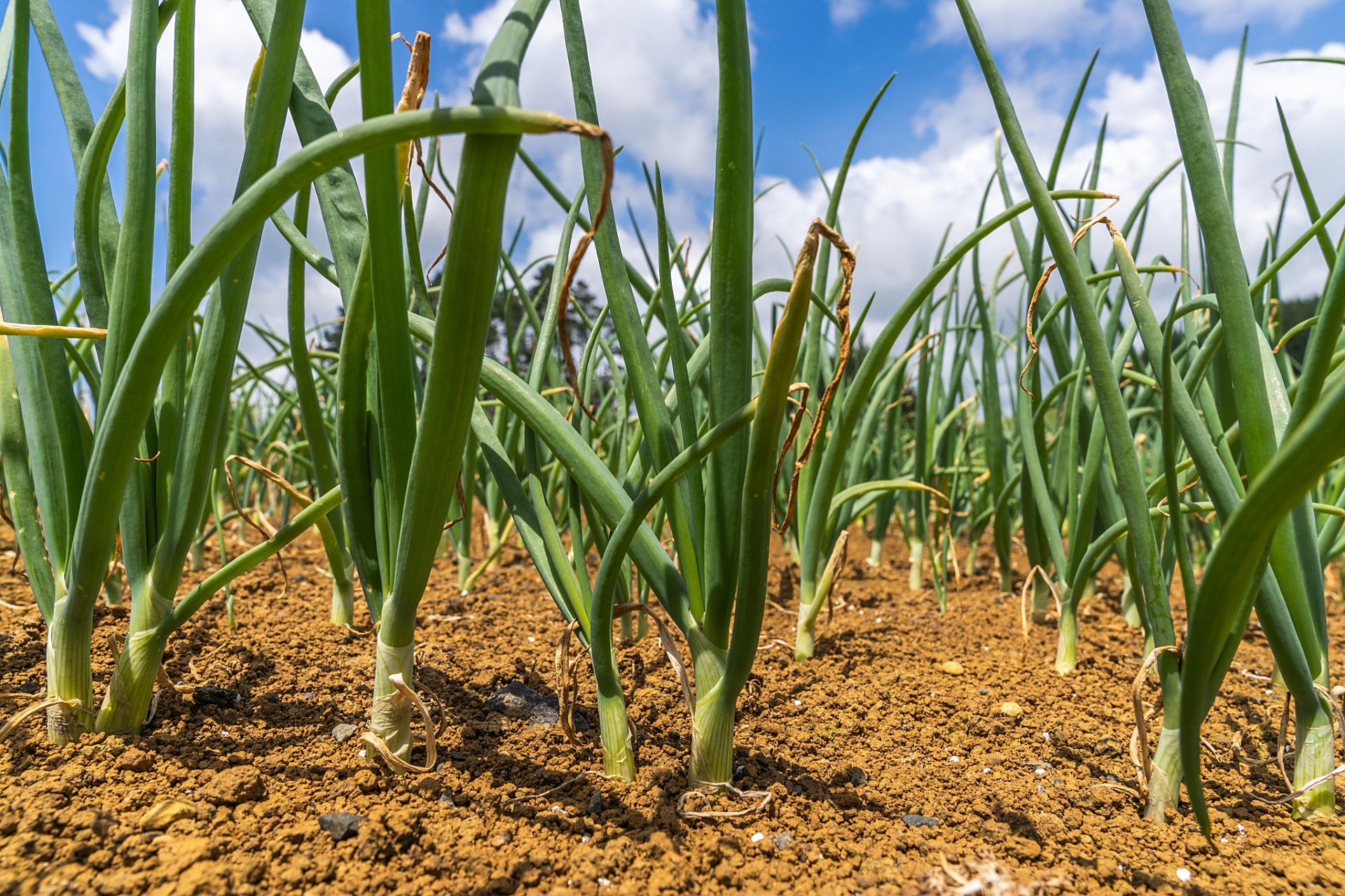 洋葱种植在品种选择时一定要选择适合所在地区光照条件的品种,北方