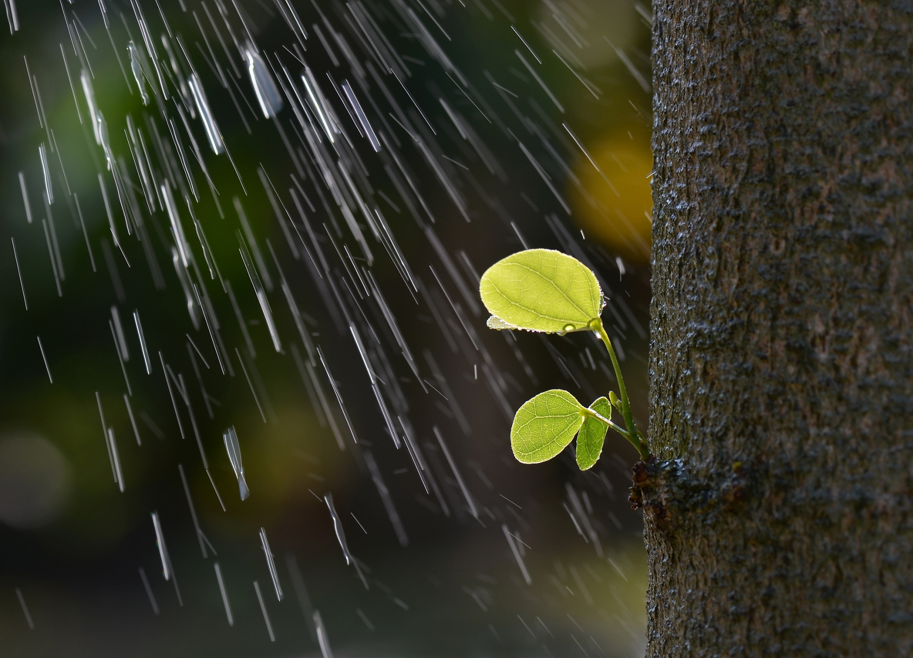 长假读书清单# 想用华为mate60手机拍出好看的雨丝