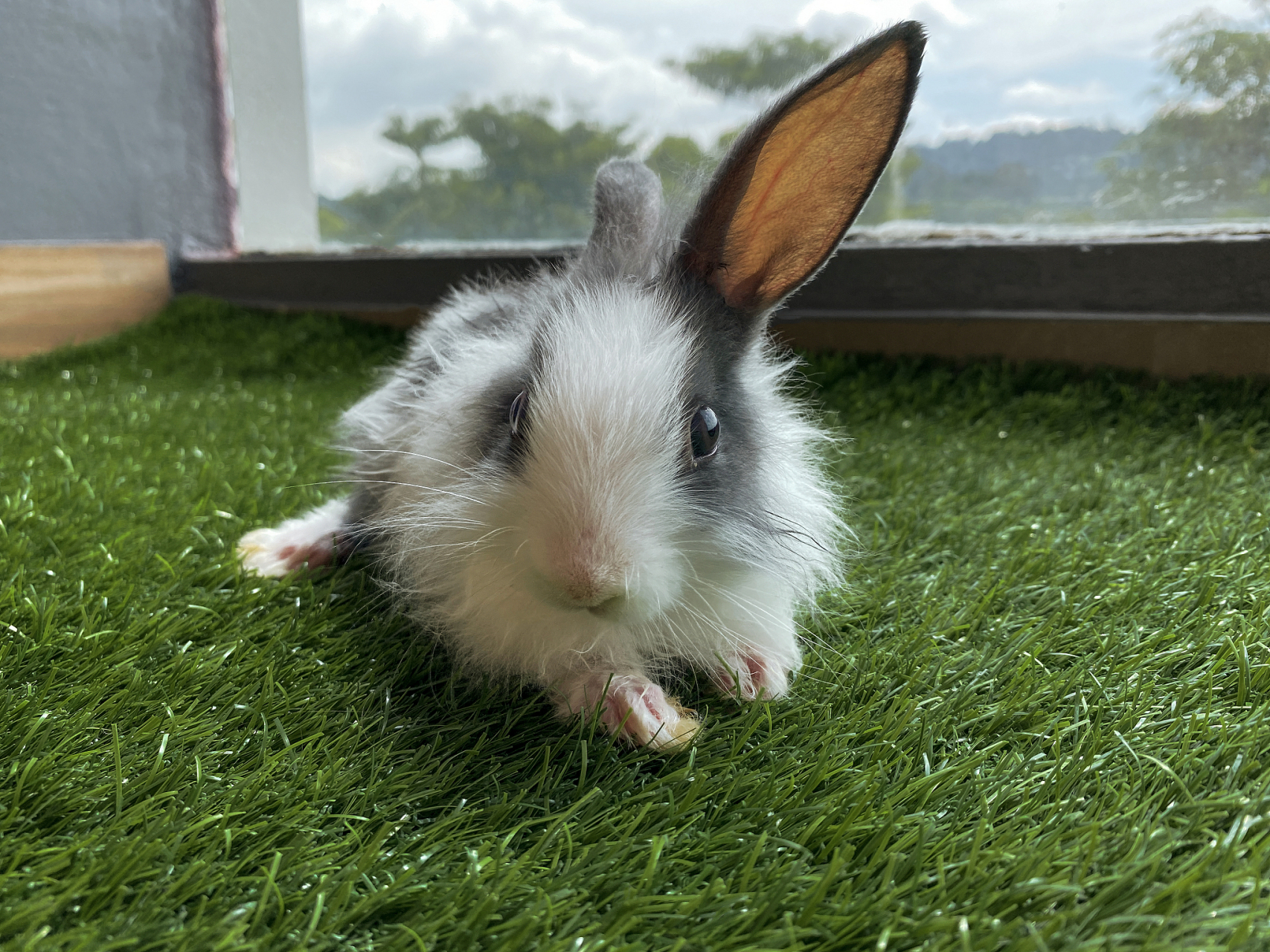 侏儒兔是一种外表呆萌可爱的兔子,通常具有短而圆的耳朵和结实的身体.