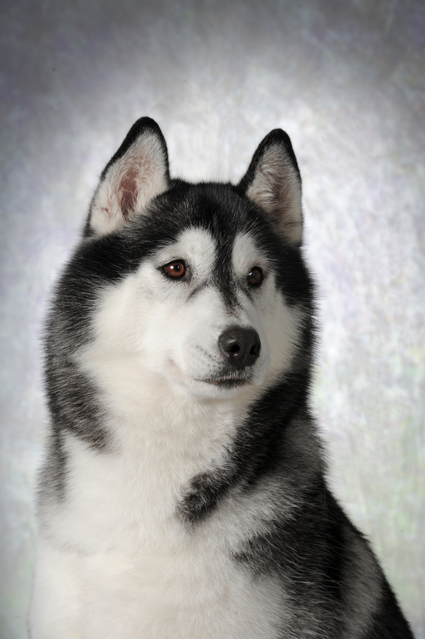 实际上,哈士奇的寿命受到多种因素的影响,包括遗传,饮食,运动,健康