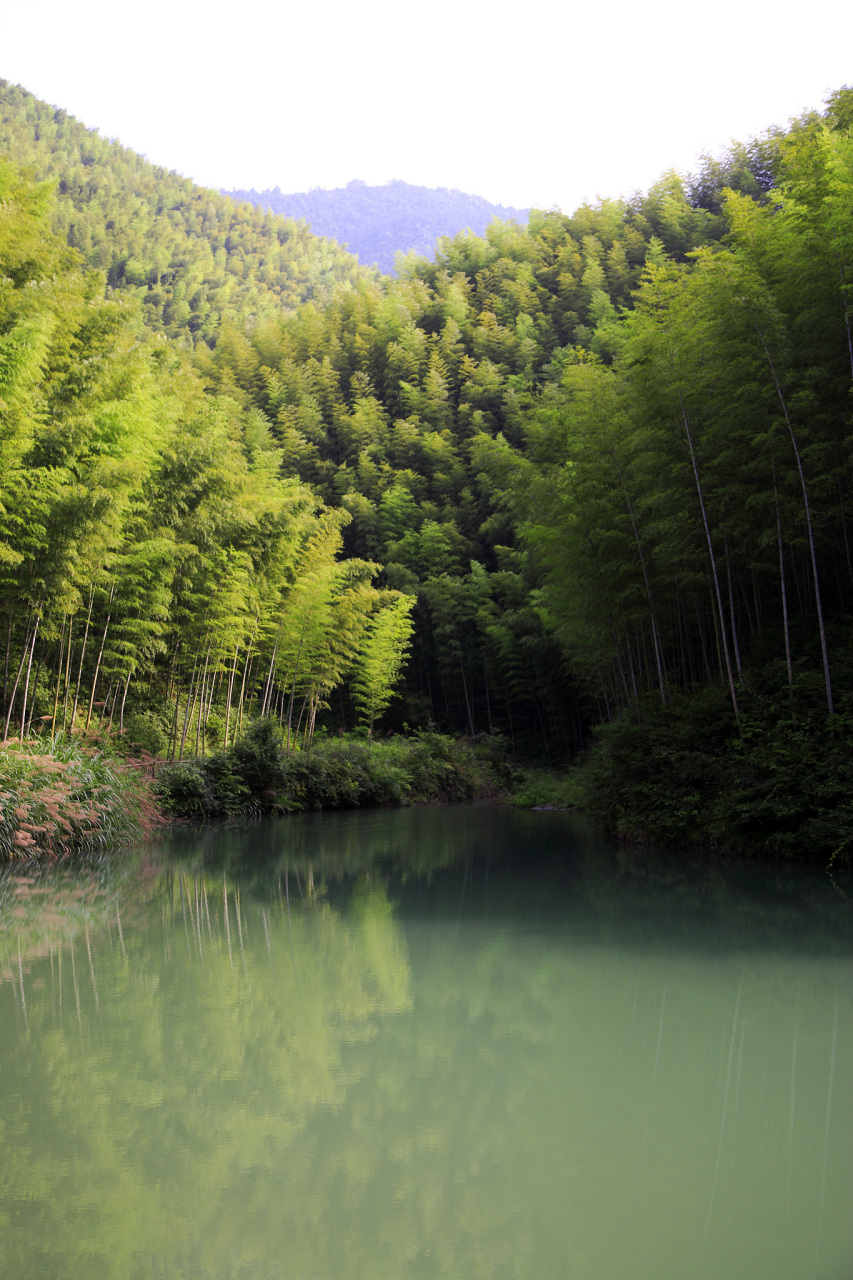 桃花江竹海景区图片