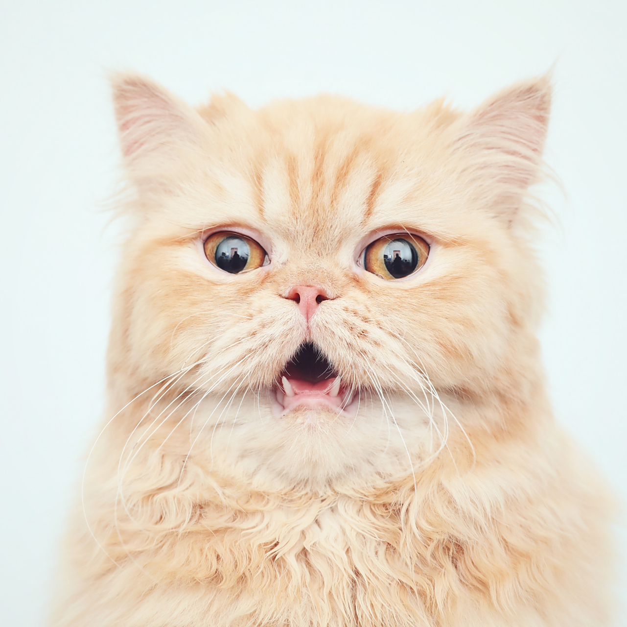 波斯猫是长毛,圆胖型.中型到大型都有.骨骼粗壮,肌肉发达.