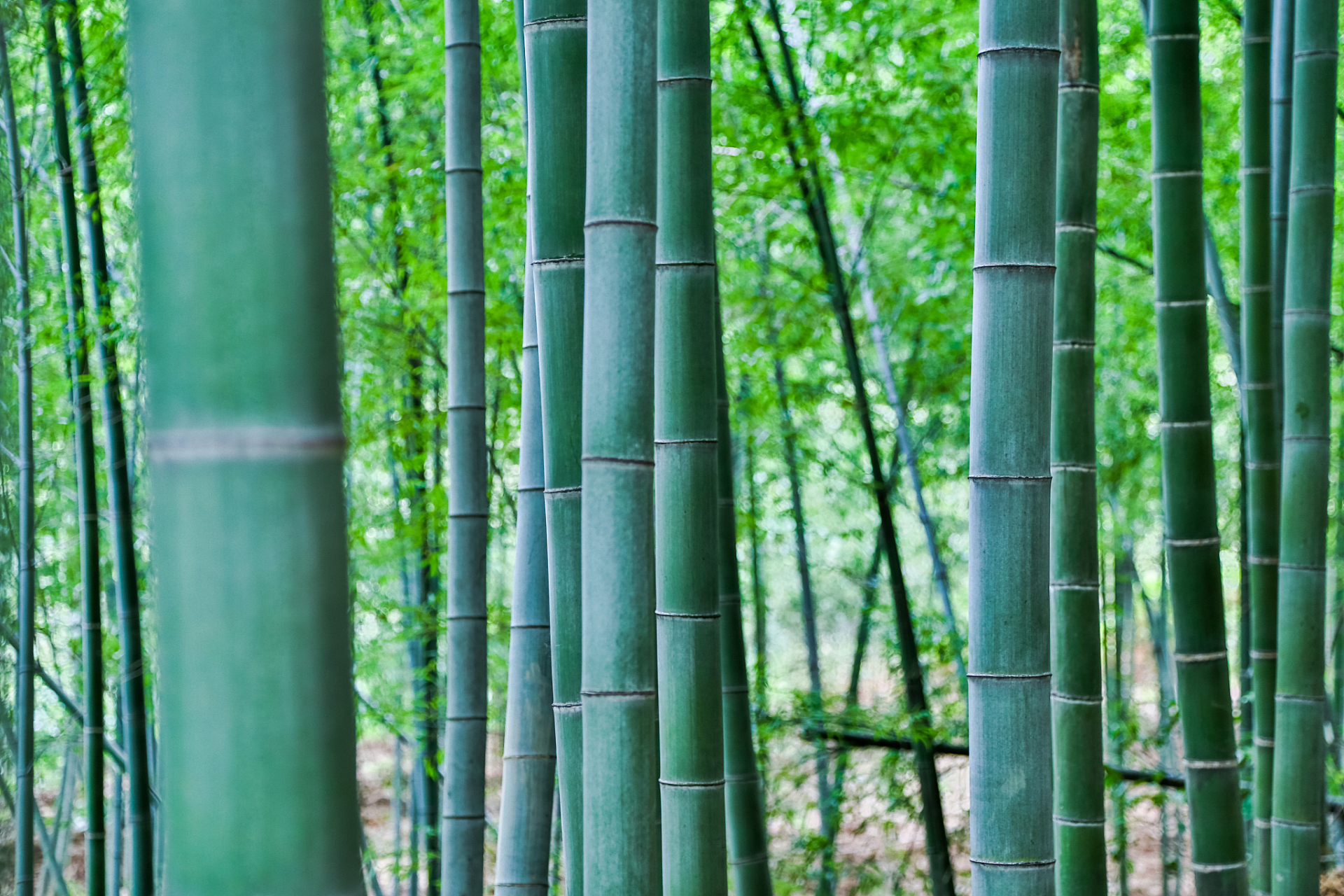广宁地处粤西北部,绥江中游,属于南亚热带北缘,这里的环境气候非常