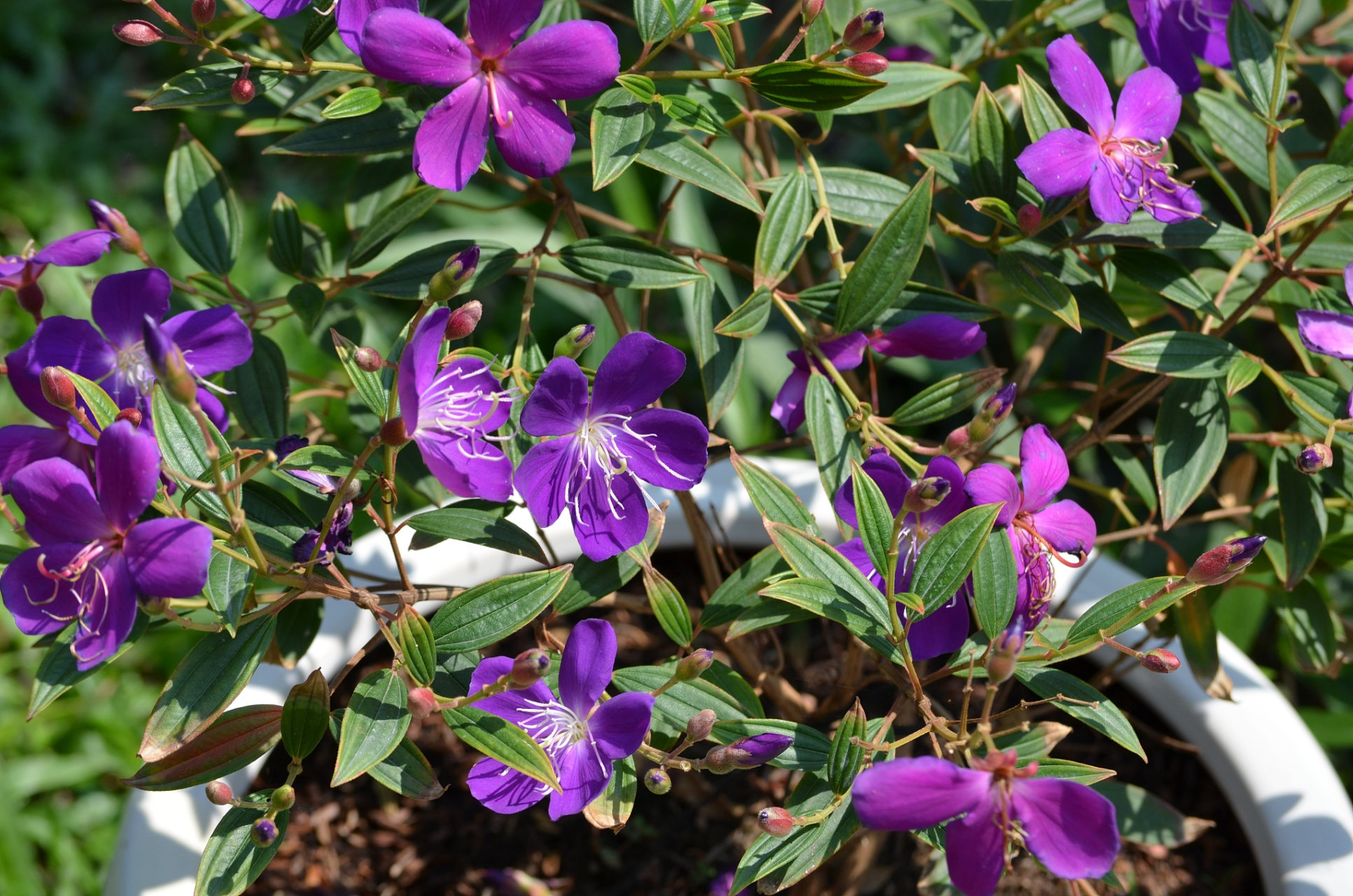 巴西野牡丹的养殖方法和注意事项  92巴西野牡丹,是一种极具观赏性