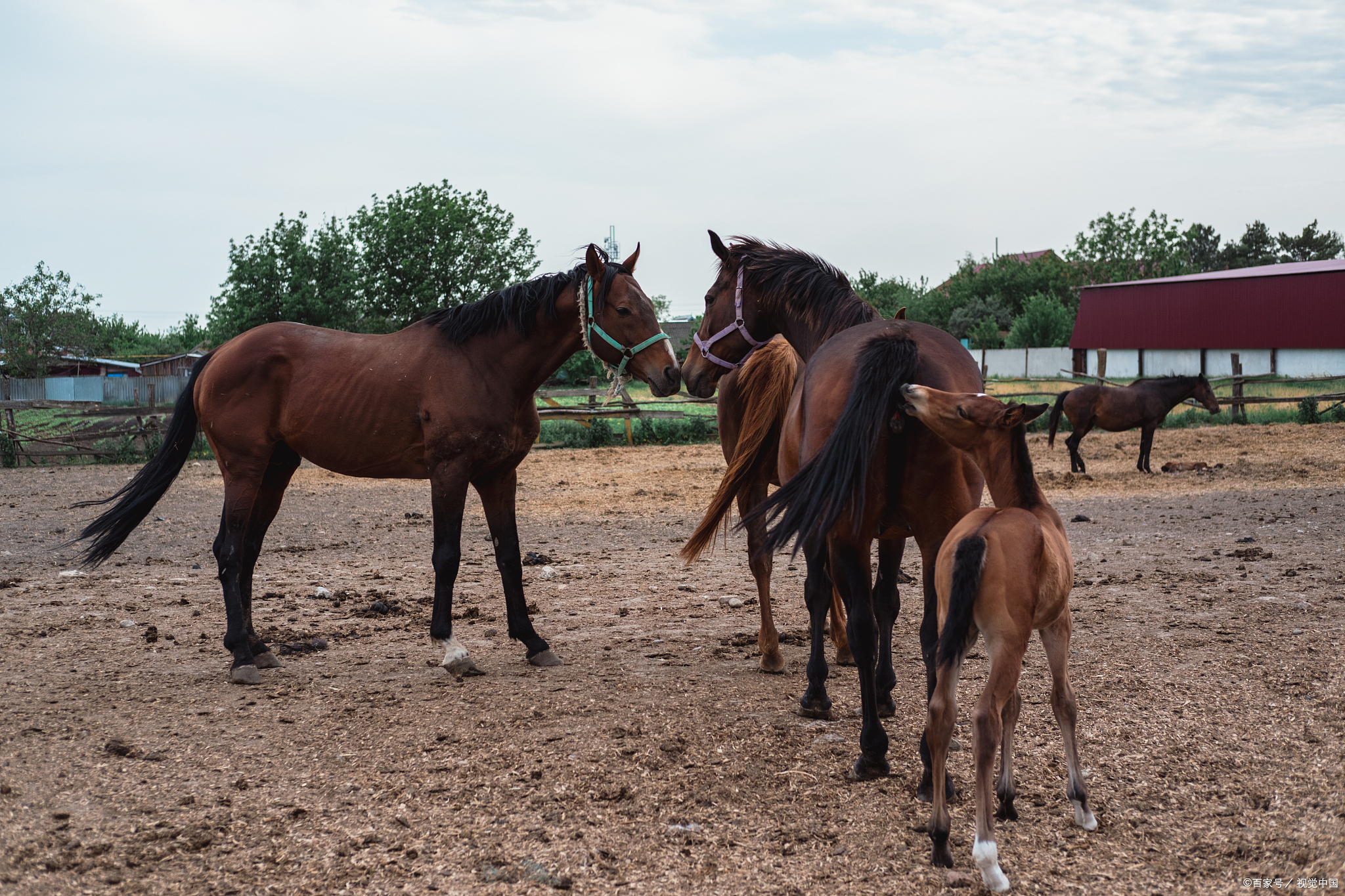开启马骡发酵饲料康金方菌肽经销商模式,共享马骡养殖发展机遇