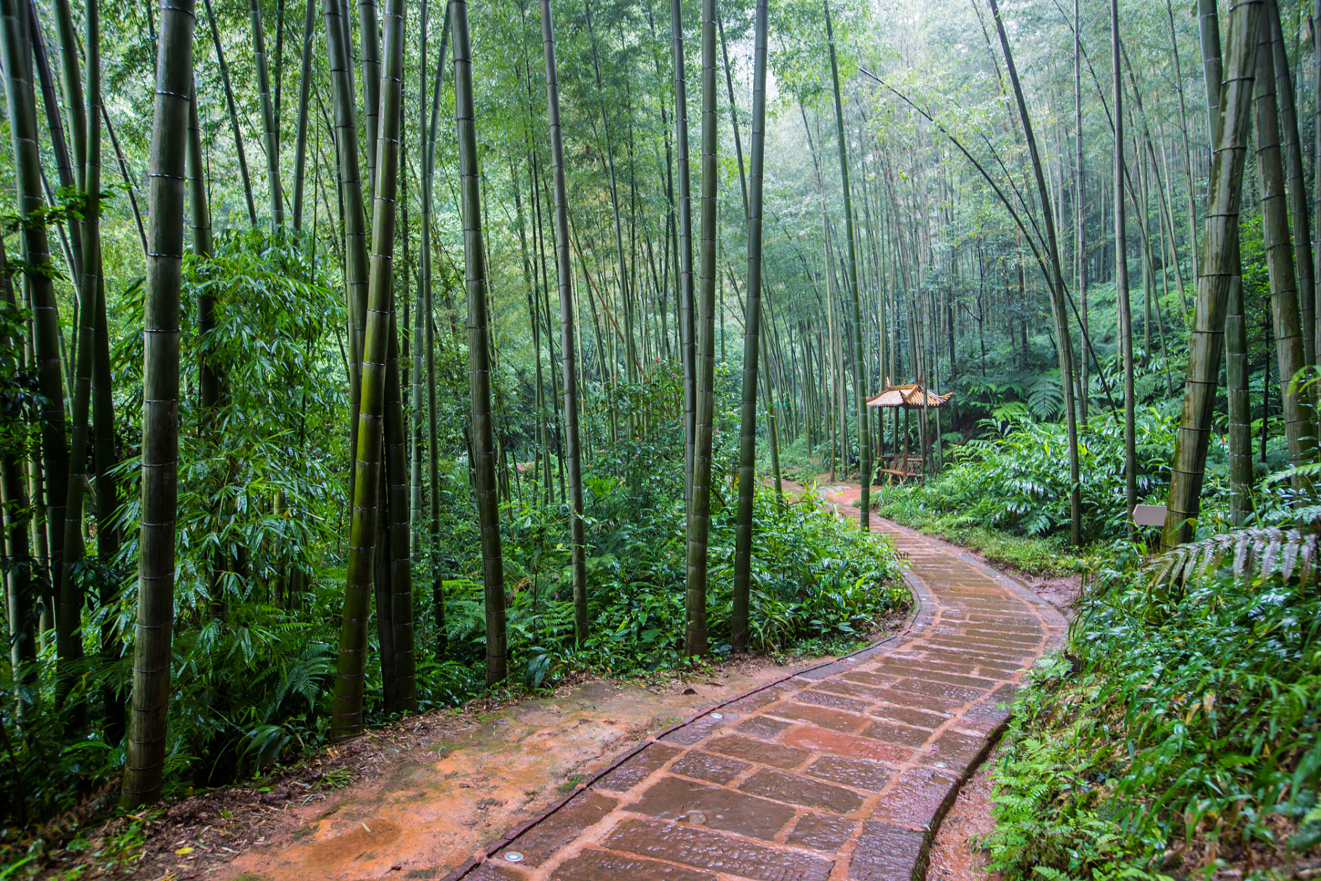 茶山竹海景区图片