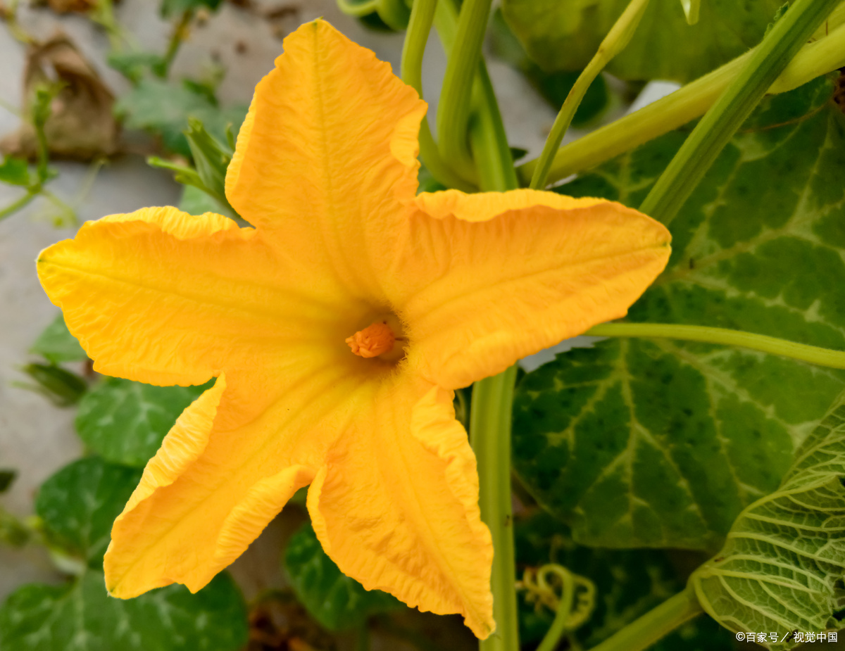 南瓜花是单性花吗?