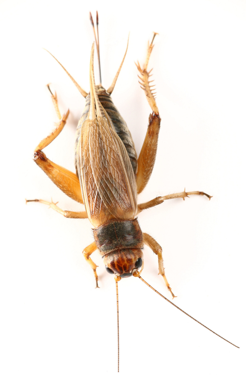 油葫芦和蟋蟀都是蟋蟀科昆虫,油葫芦是蟋蟀科油葫芦属的一种,蟋蟀是