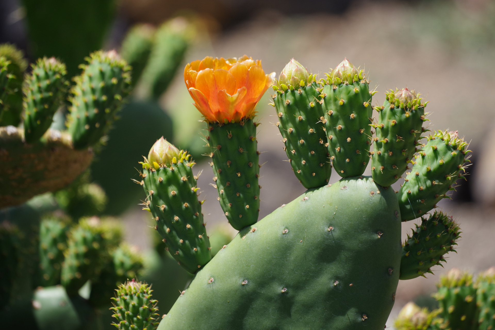 [鲜花] 仙人掌的刺在防御,水分保存,光合作用调节及繁殖中起关键作用