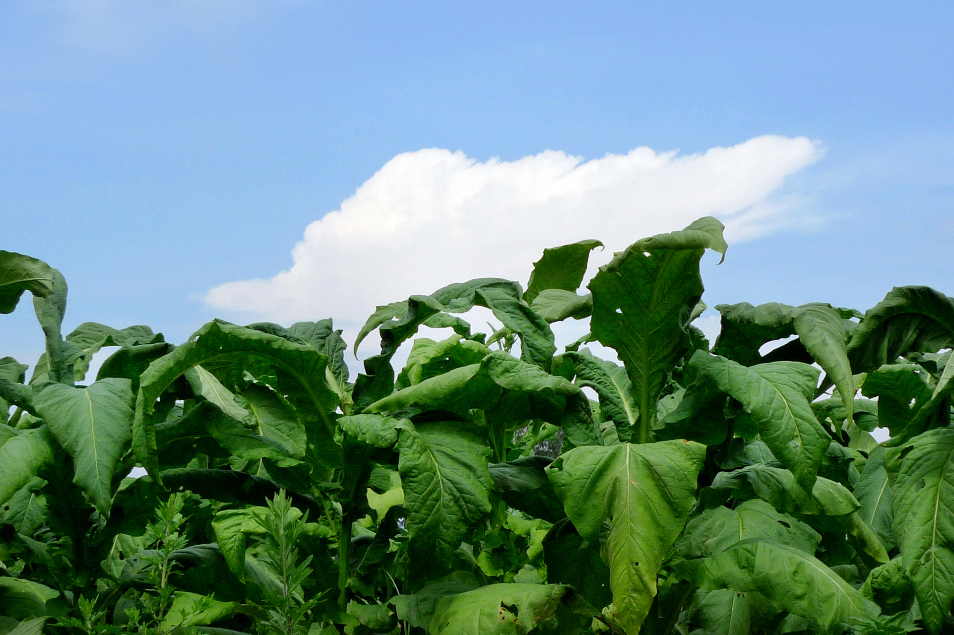 据说烟草部门在三年的时间亏损50亿之多.