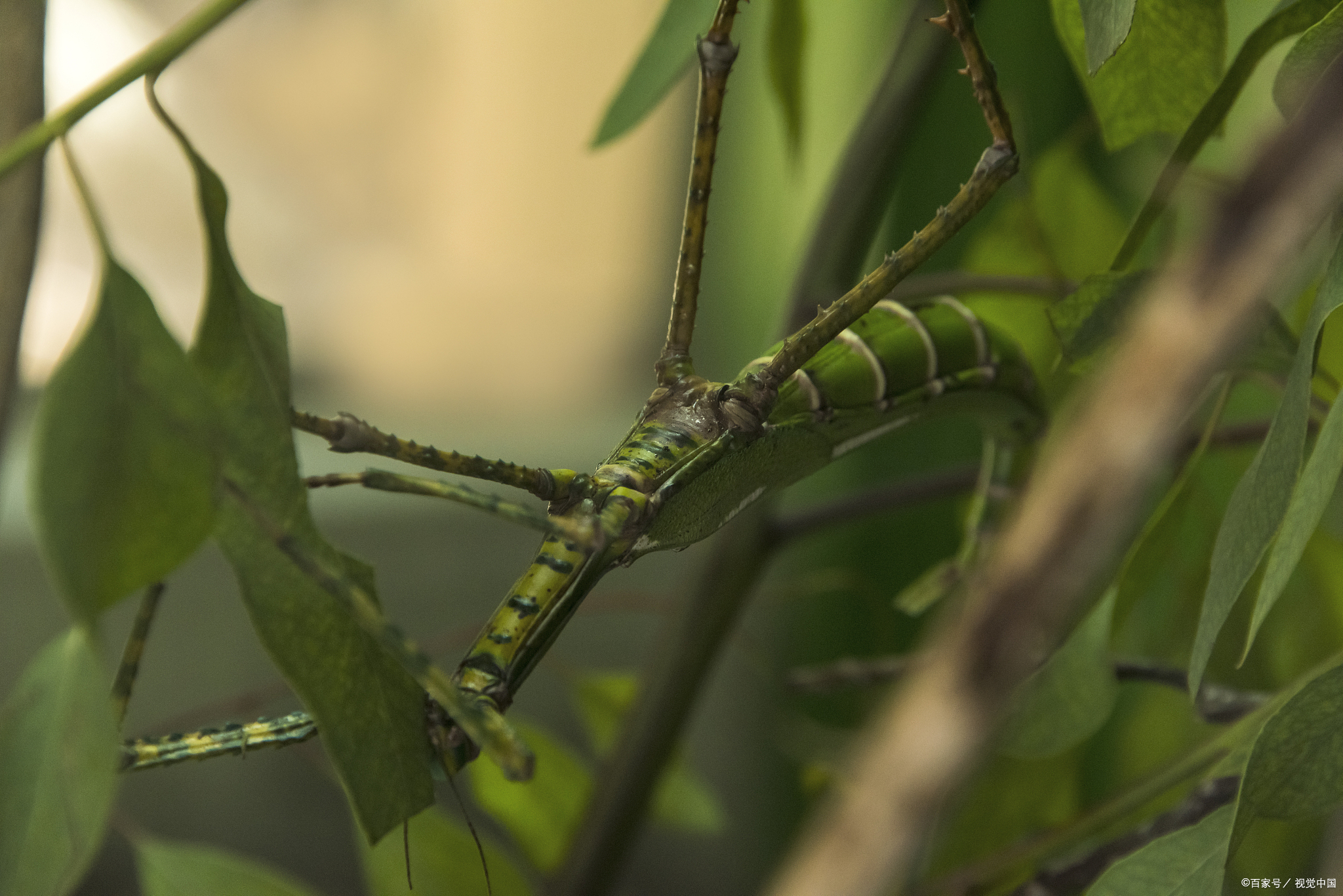 神奇动物的伪装魔法:大自然的隐身术