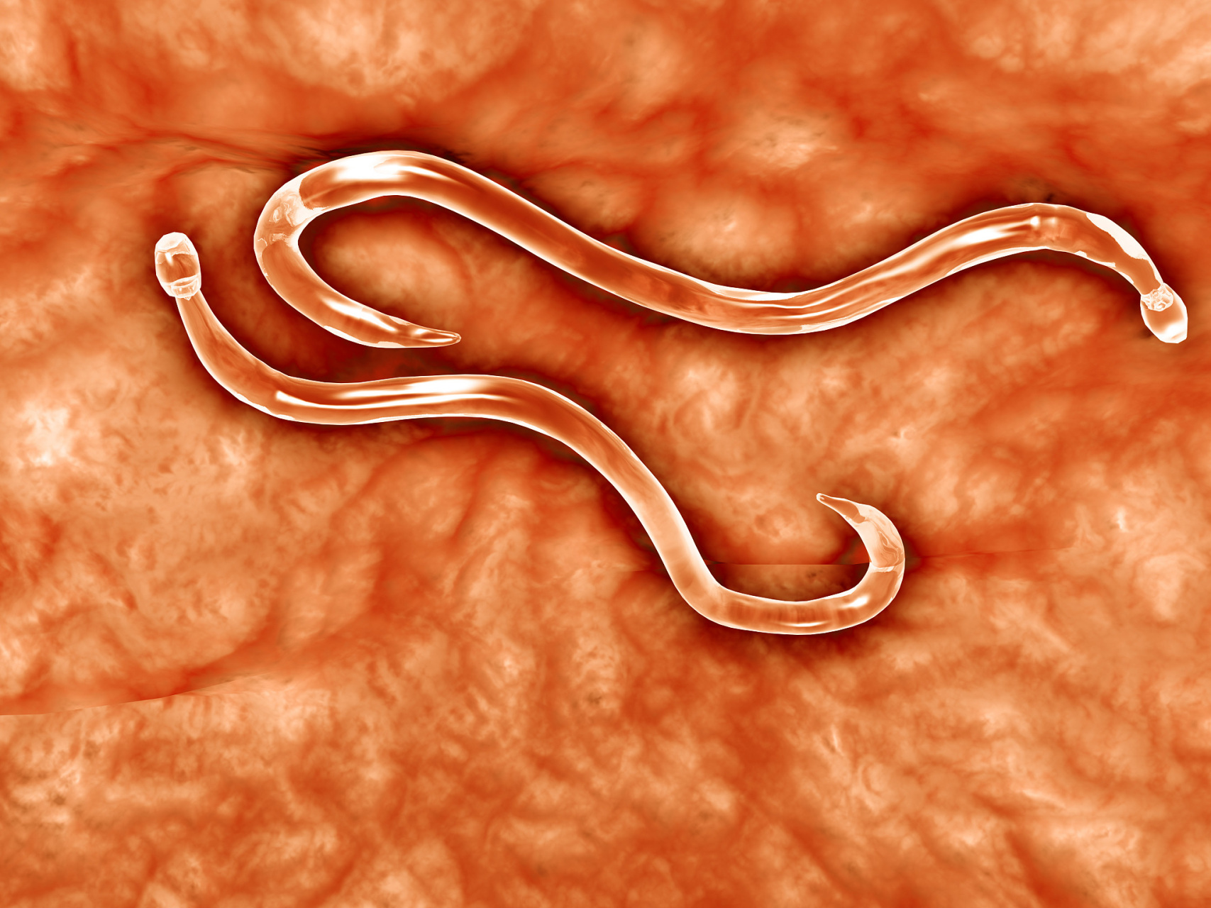 寄生虫体内也可能感染寄生虫,这种寄生虫被称为重寄生虫,而重寄生虫体