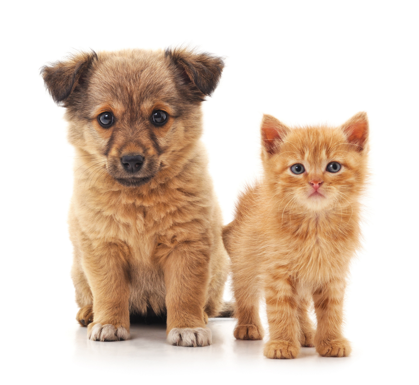 猫狗大战:传说猫和狗之间存在一场永恒的战争.