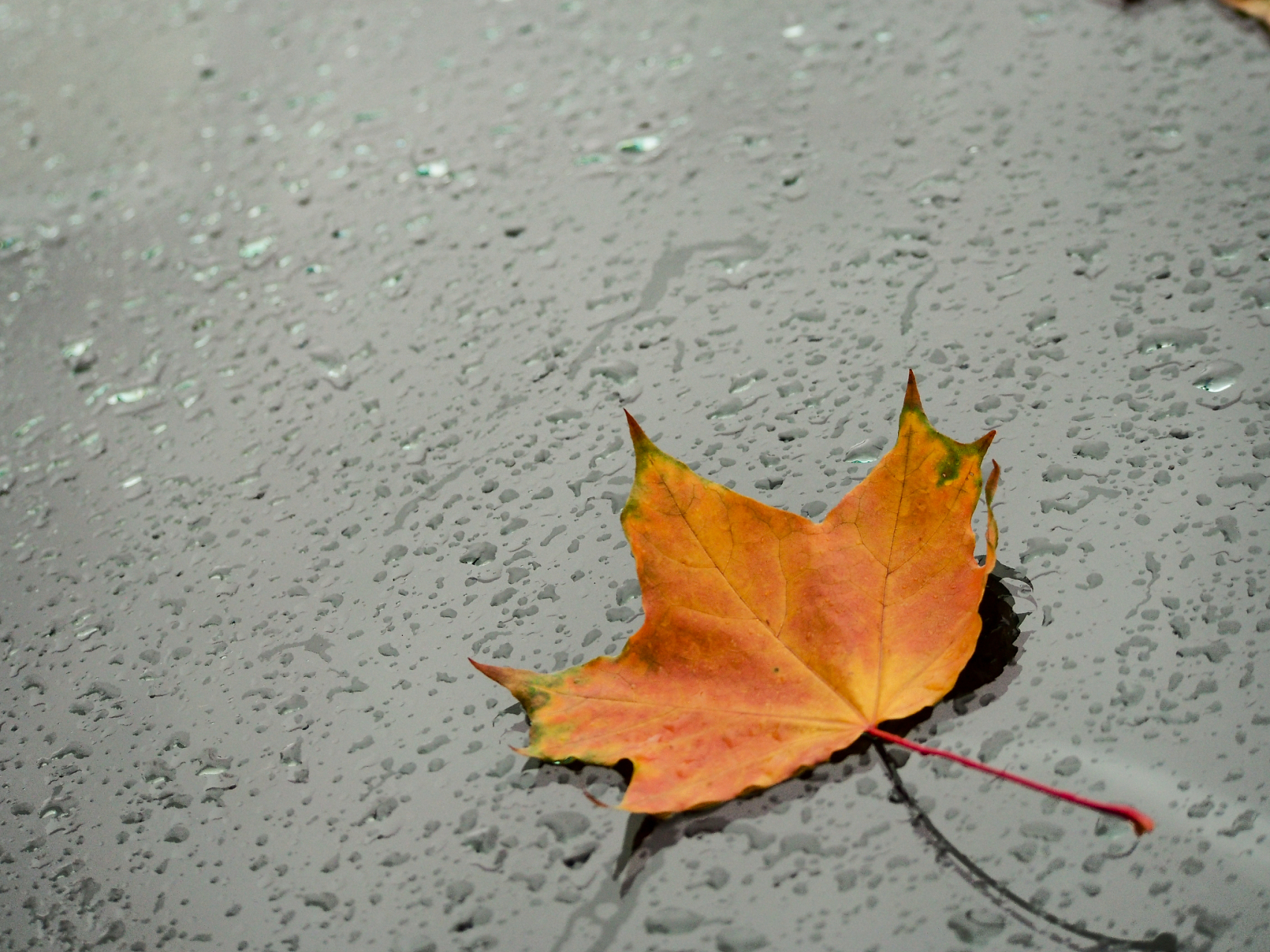 秋天的雨图片景色图片