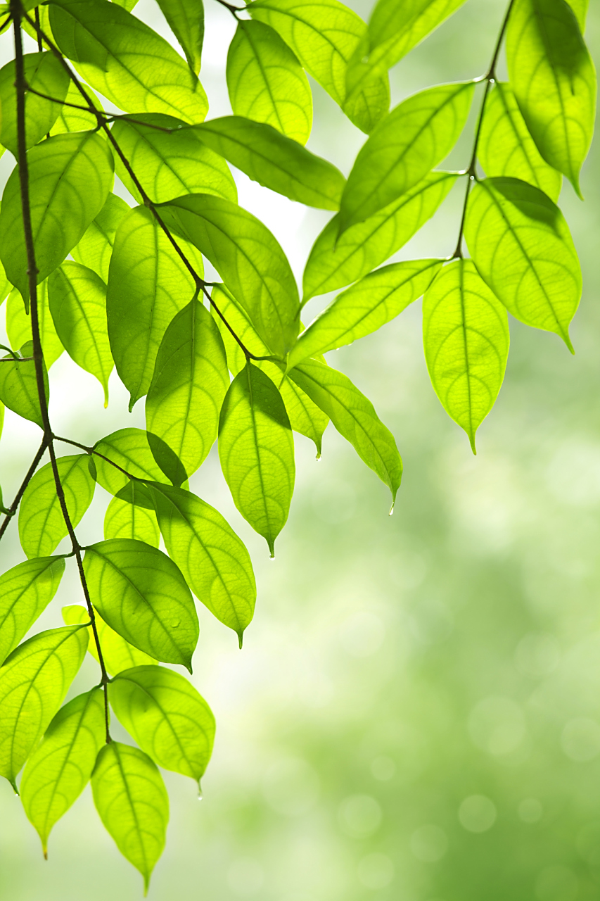 翠绿的树叶不停摇曳 青山依旧耸立不倒 大地孕育着万物生灵 岁月悄然
