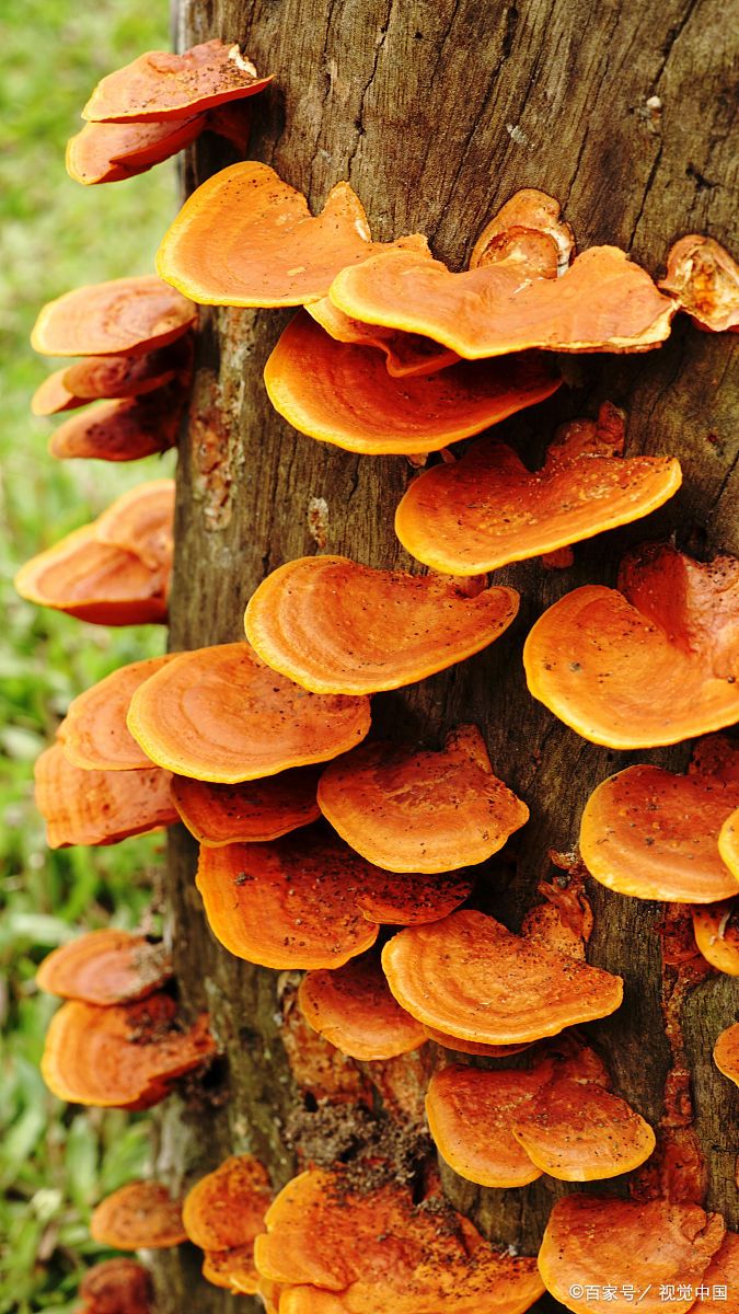 灵芝是一种传统的中药材,常被用于增强免疫力,抗疲劳或辅助改善身体