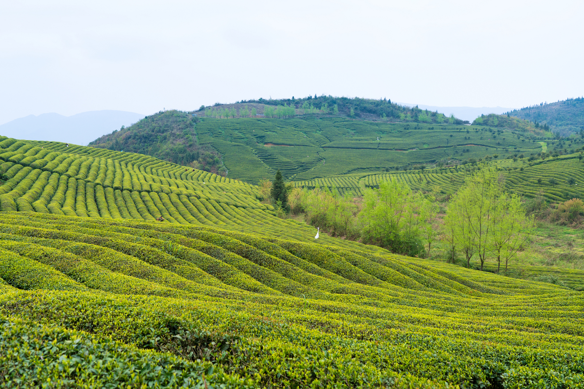 龙井茶园:品味中国的国饮 龙井茶是中国最著名的绿茶之一,而龙井茶园
