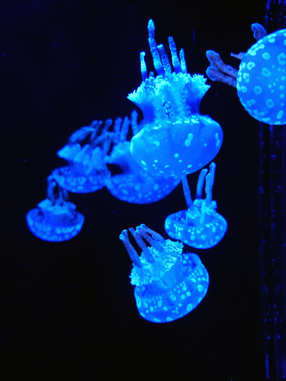 最小的生物发光体: 最小的生物发光体可能是一些微生物