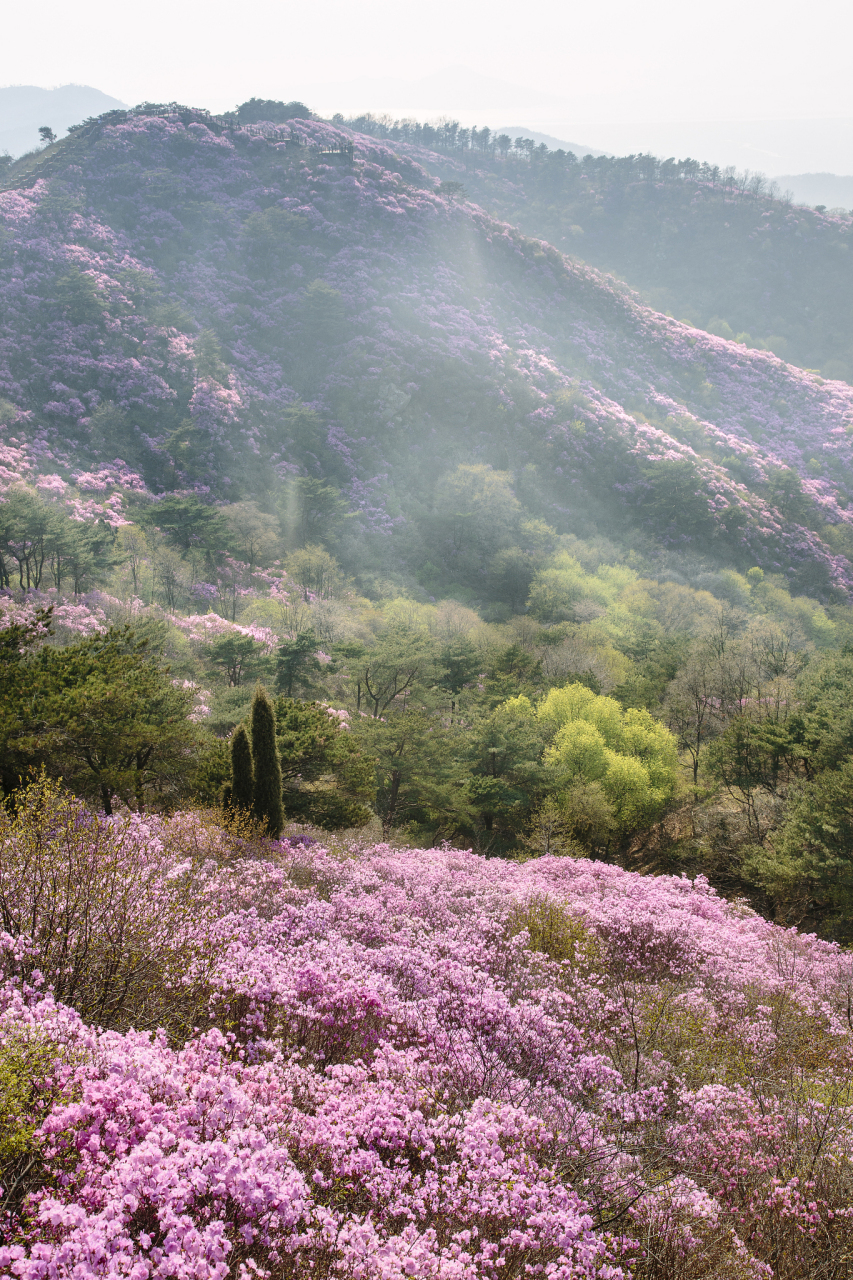 大珠山杜鹃花绽放,五一去赏花!