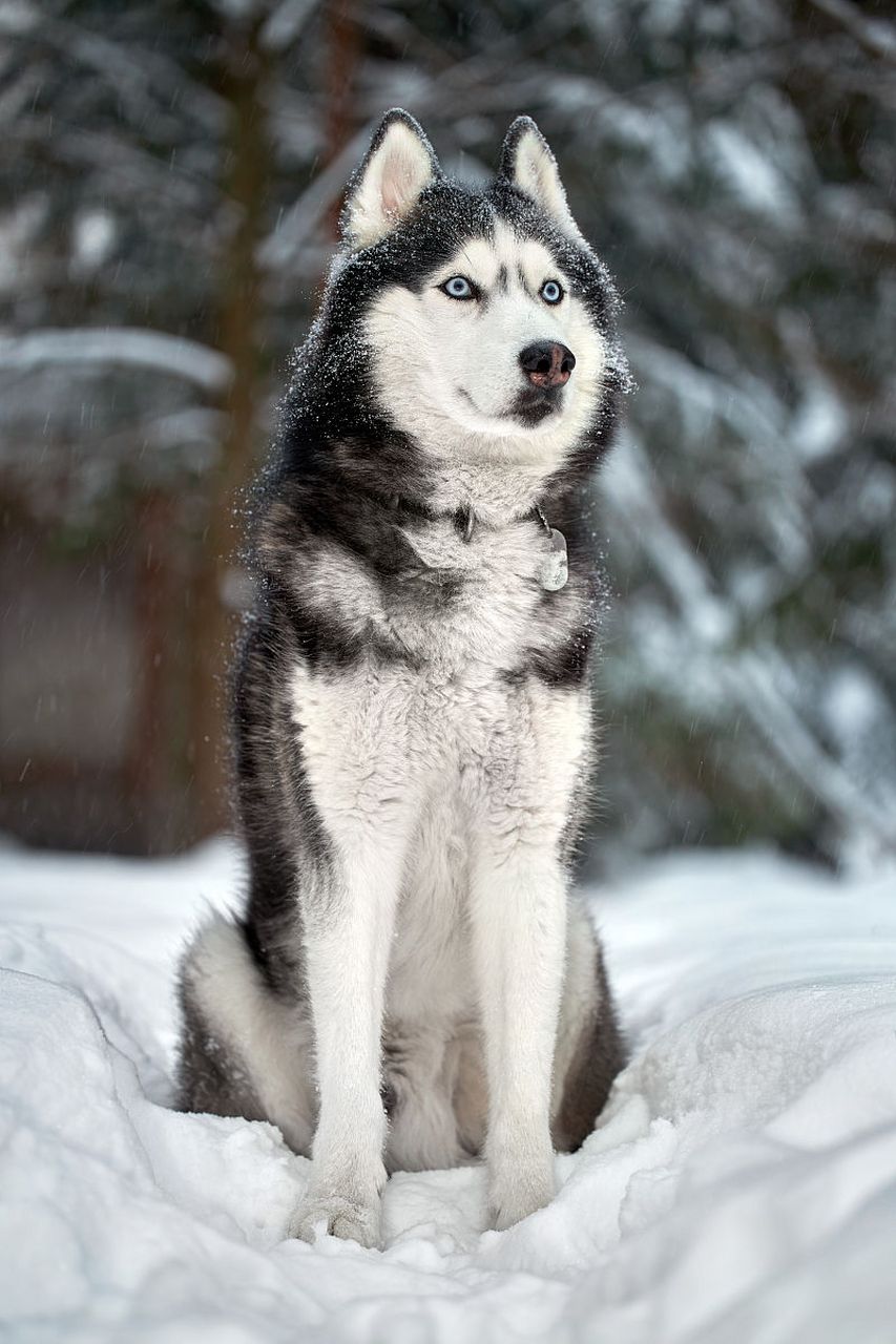 哈士奇雪橇犬图片图片