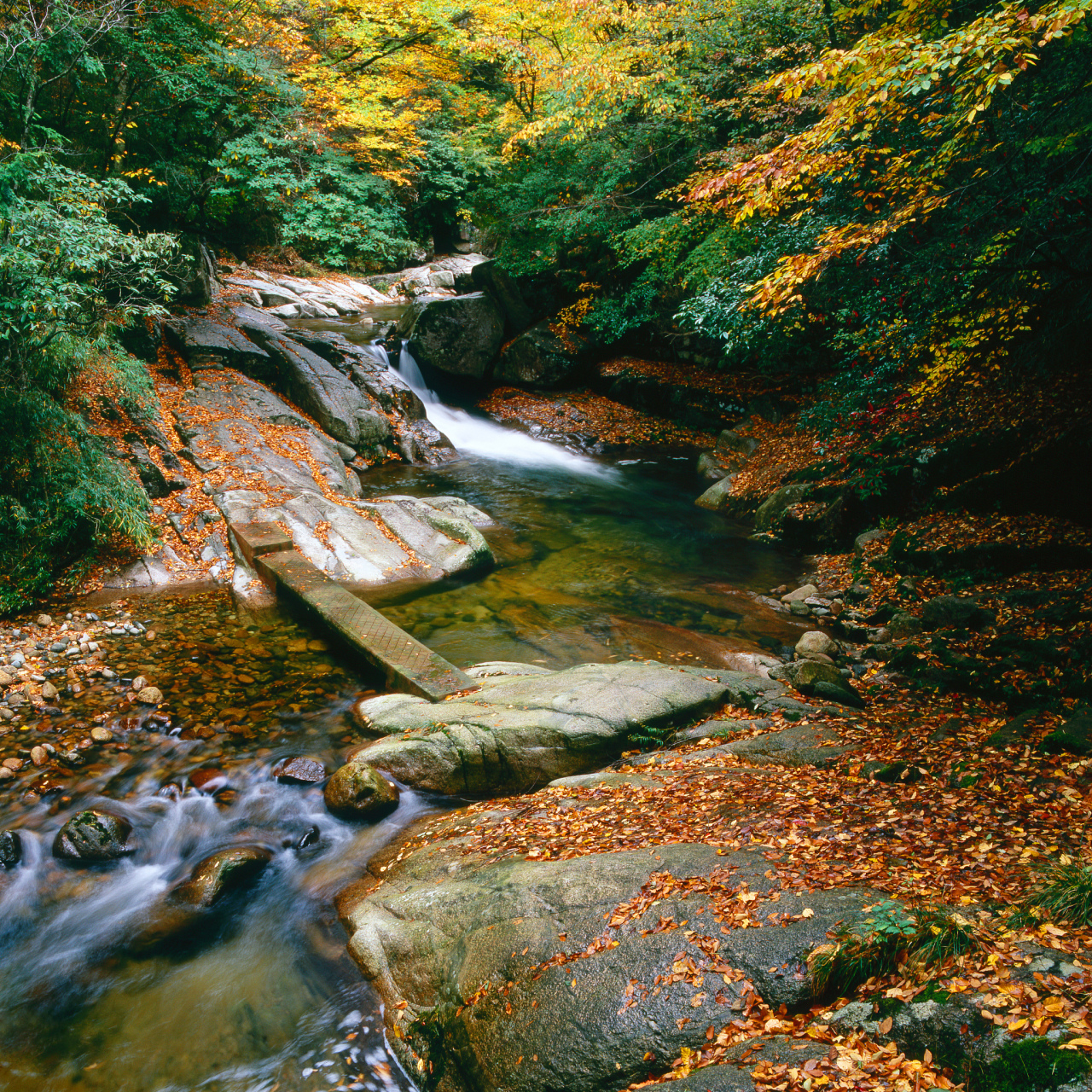 秋日环游指南#   秋季,湖北省孝感市大悟县三里城镇护岭村的深山中
