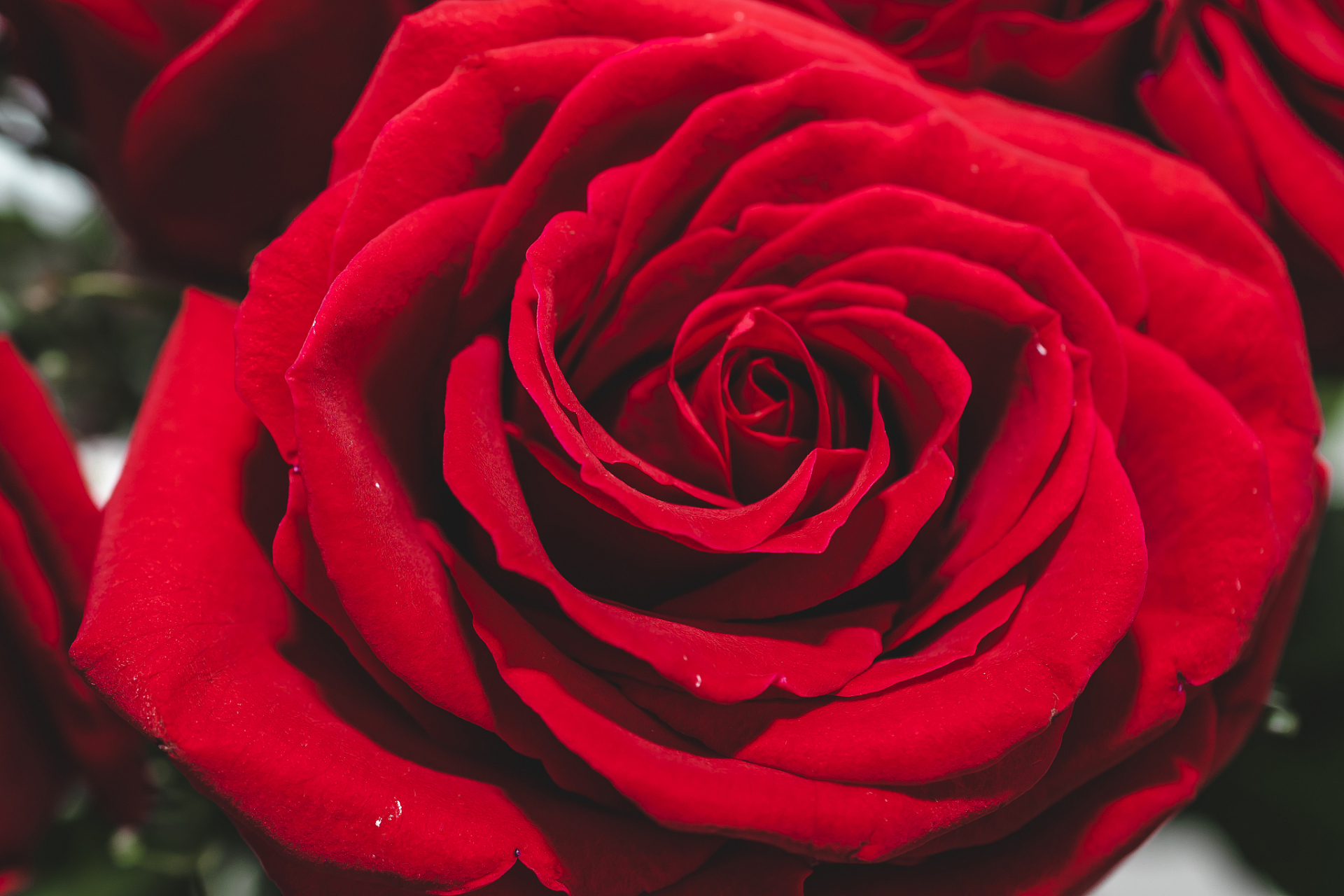 美国国花——玫瑰的寓意和象征  玫瑰之所以成为美国国花,因为它具有