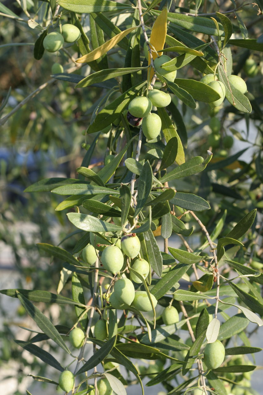 [原文:巴旦木怎么养殖,听我的就.