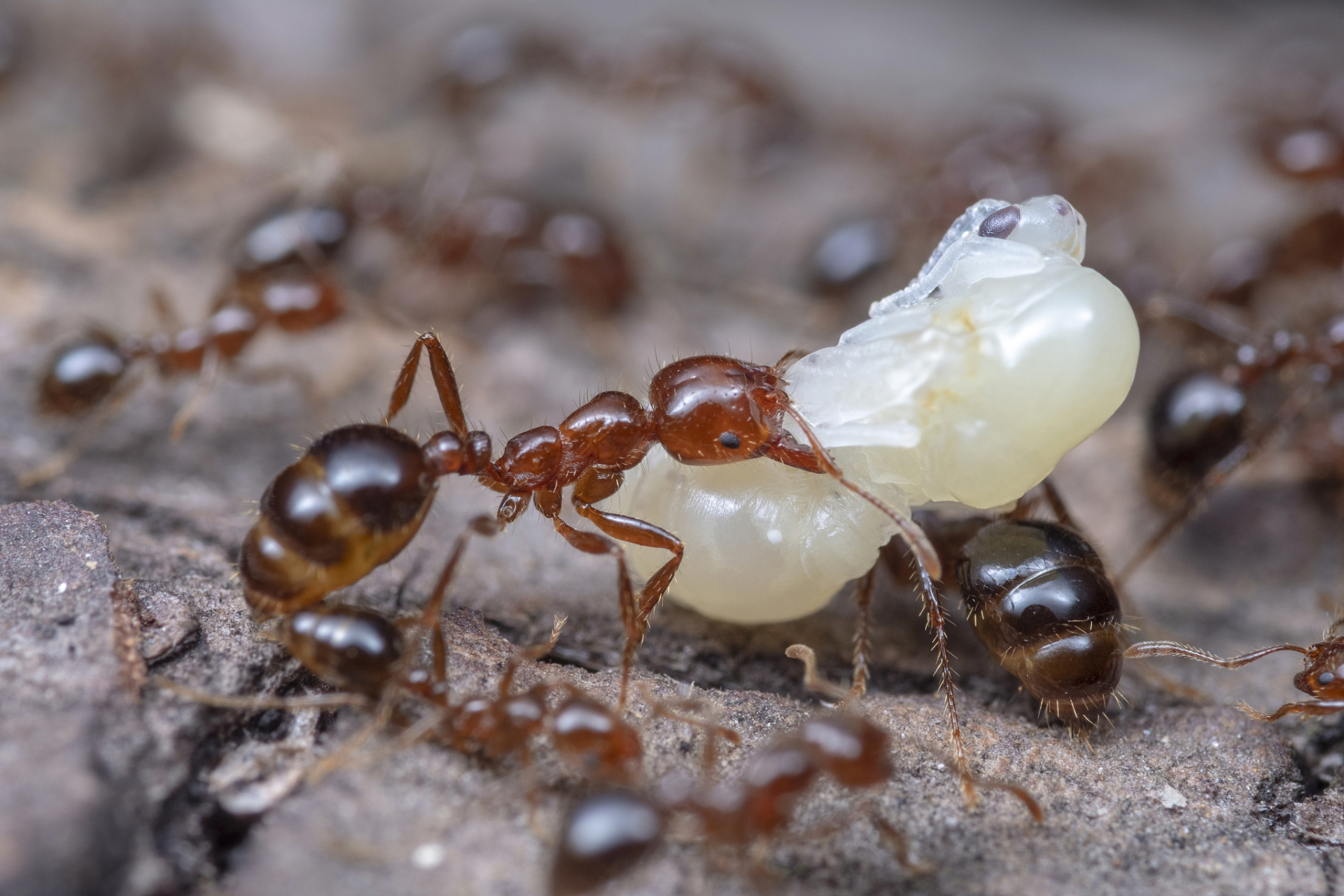 蚂蚁适应力max!在热带雨林,沙漠和草原都能生存,展现惊人生命力