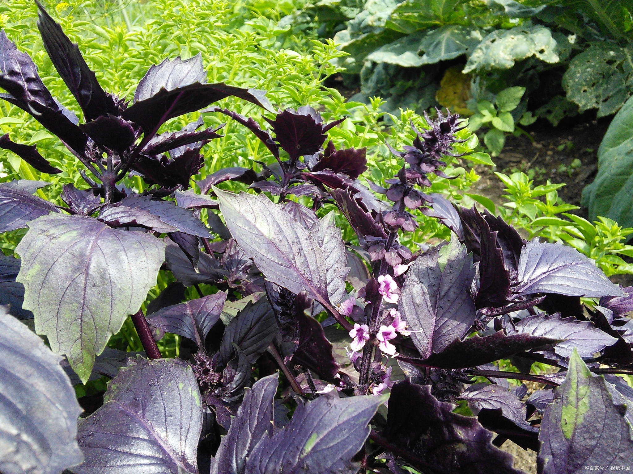 四川人爱吃的“血皮菜”是怎样一种蔬菜?血皮菜到底有没有毒?