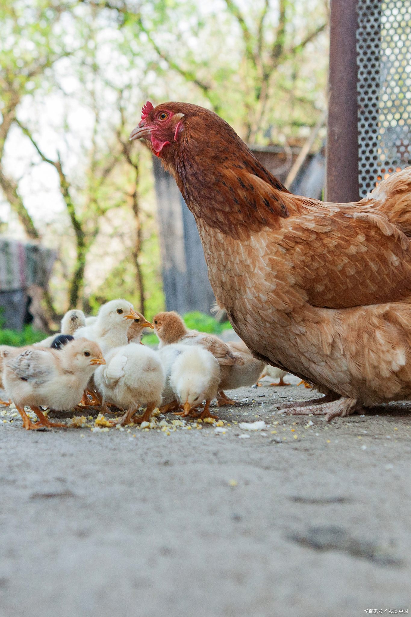 鸡鸭鹅同样都是农村家禽为何大多都是养鸡鸭却很少人养鹅