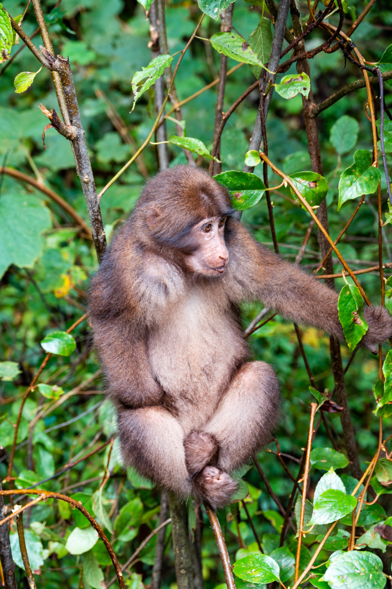 武当山有猕猴,与西游记的六耳猕猴不同,旅游一天不能错过逗猴玩