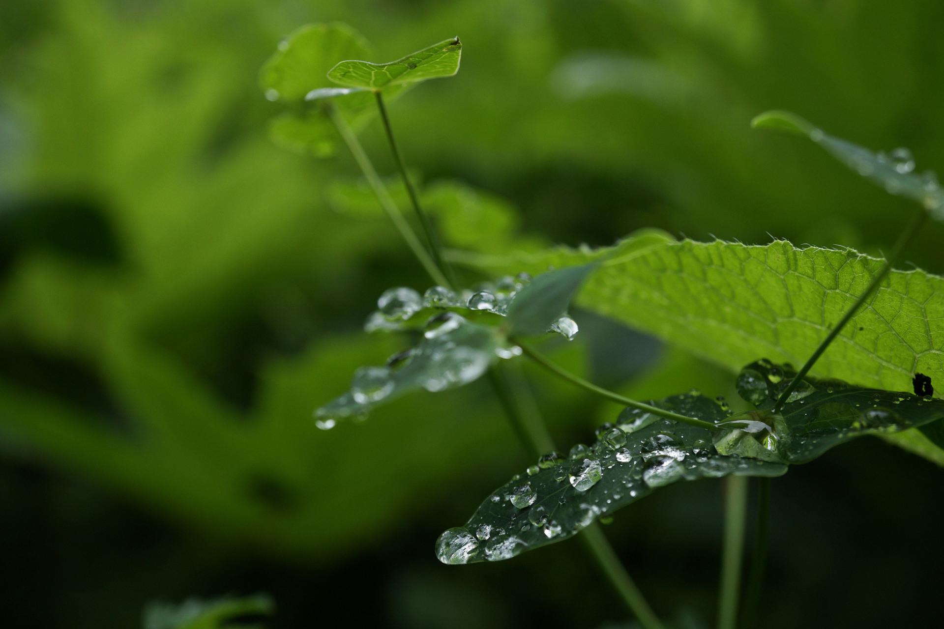 墙头雨细图片