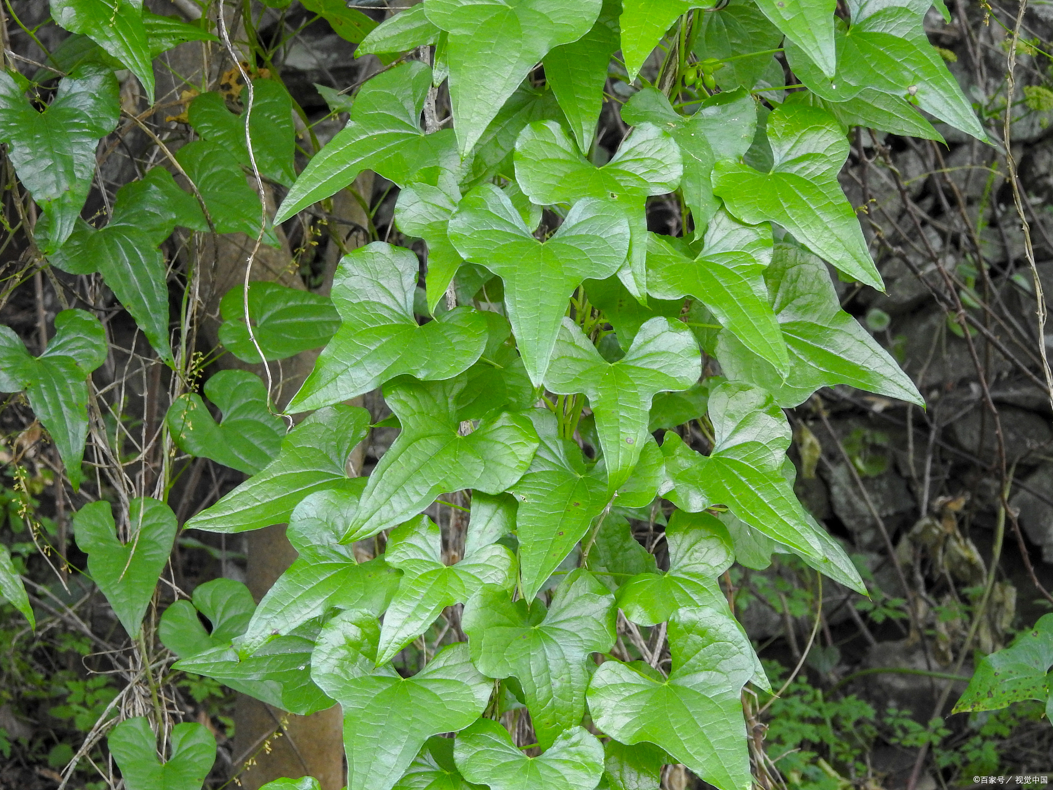 雷公藤种植基地图片