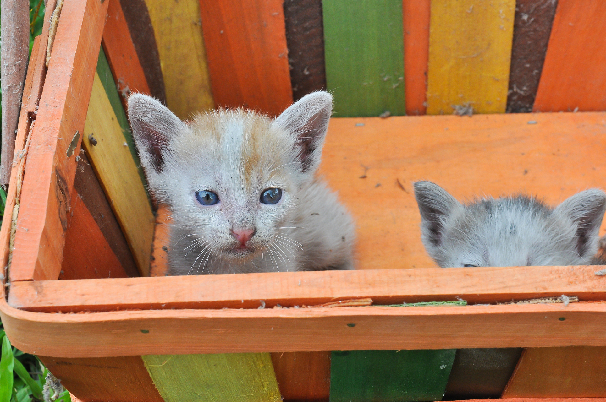 土猫猫粮家猫流浪猫成猫幼猫小猫通用型增肥发腮天然冻干猫粮批发