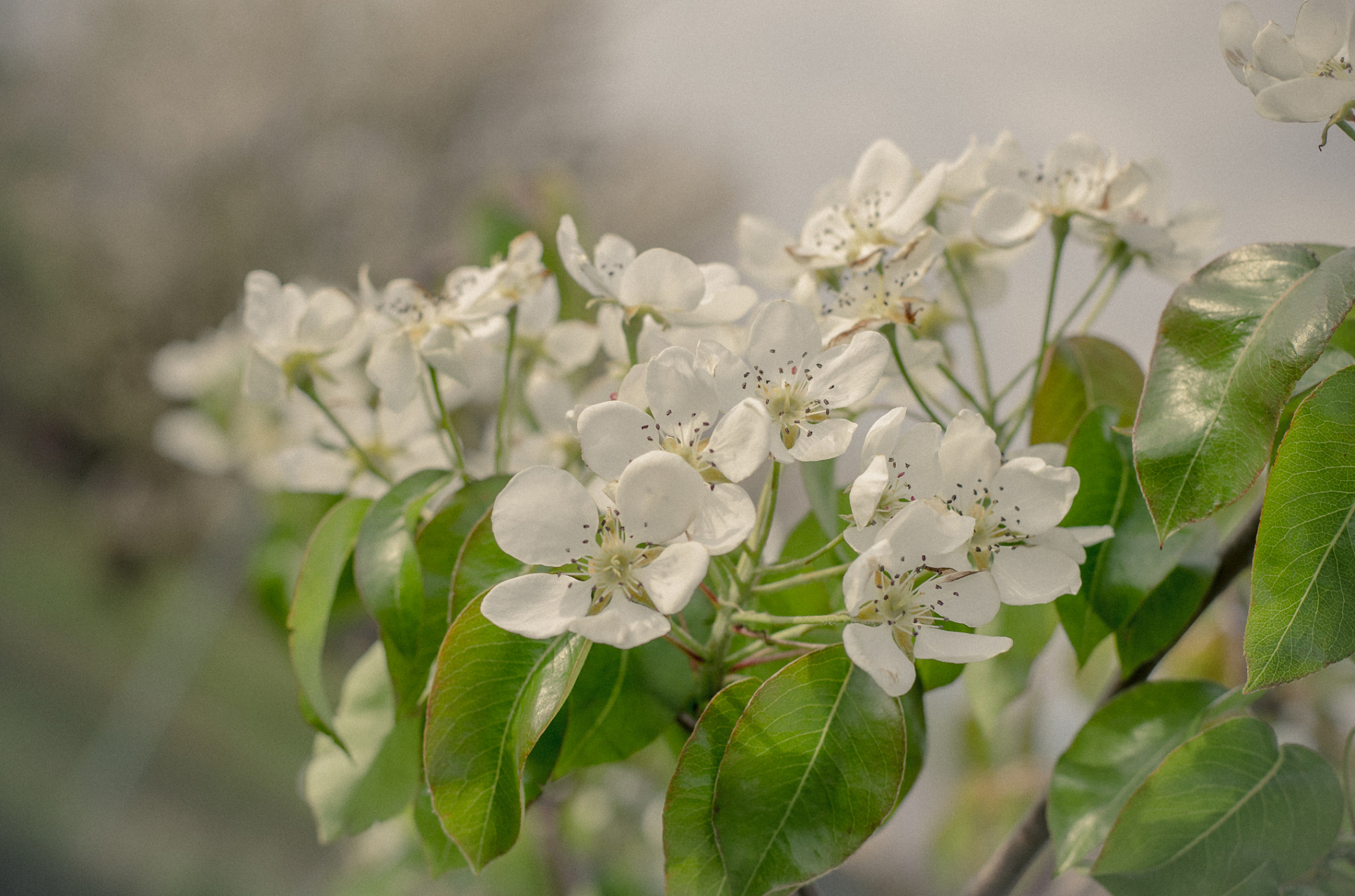 枳花,温带地区的瑰宝.白色或淡粉色花朵散发芳香气息!