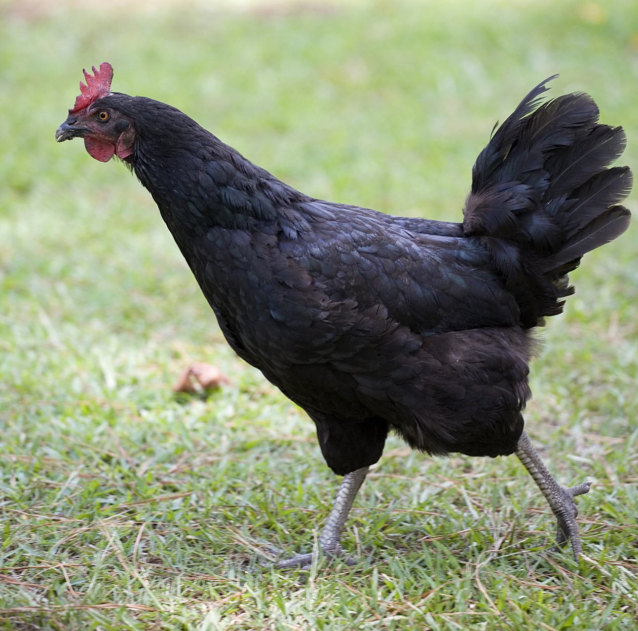 五黑鸡是一种传统的农家土鸡品种,不建议大规模养殖的原因包括生长