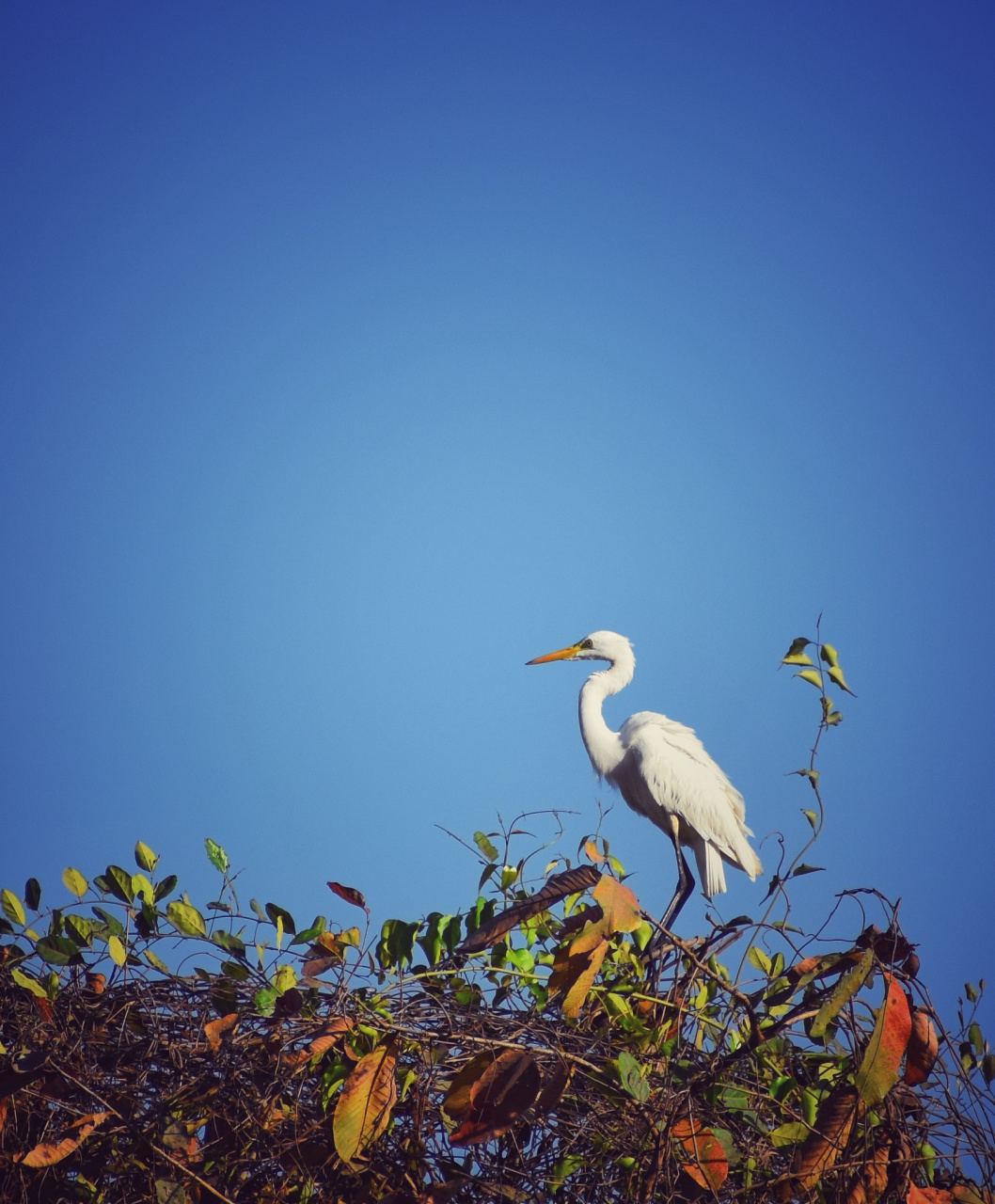 为什么,为什么人类作为万物之灵,却向往闲云野鹤的生活?