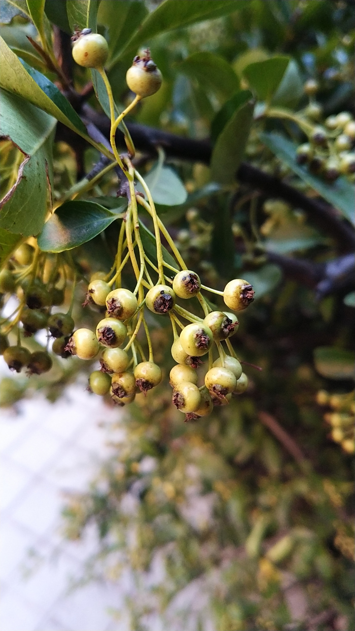 金樱子是一种蔷薇科植物,分布于中国,日本等地,果实可入药,具有固精缩