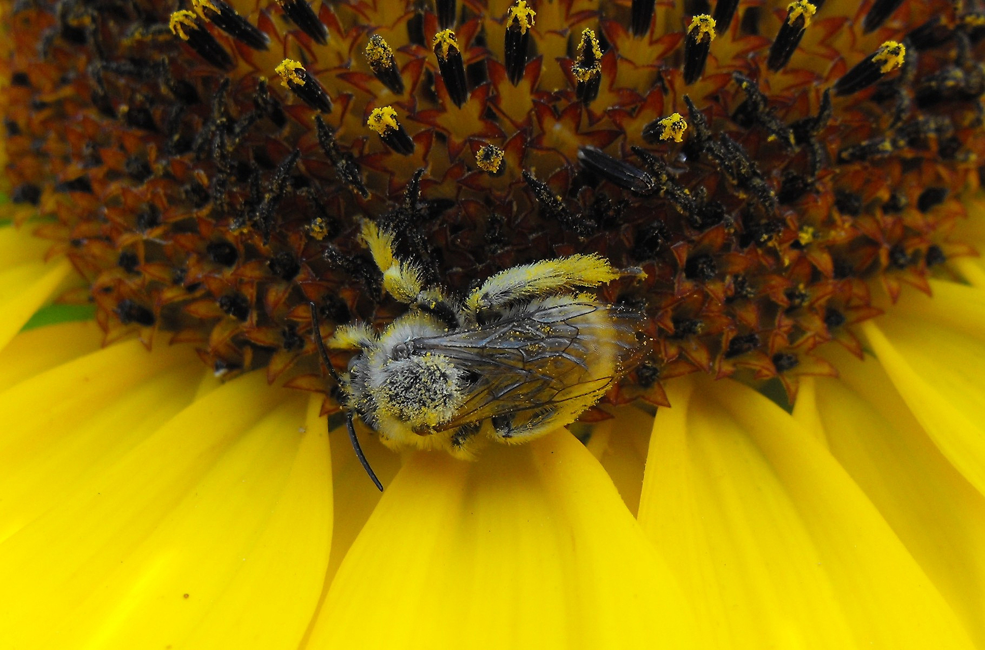 虎头蜂咬了一口严重吗	虎头蜂咬了一口一般不是特别严重,但是虎头蜂